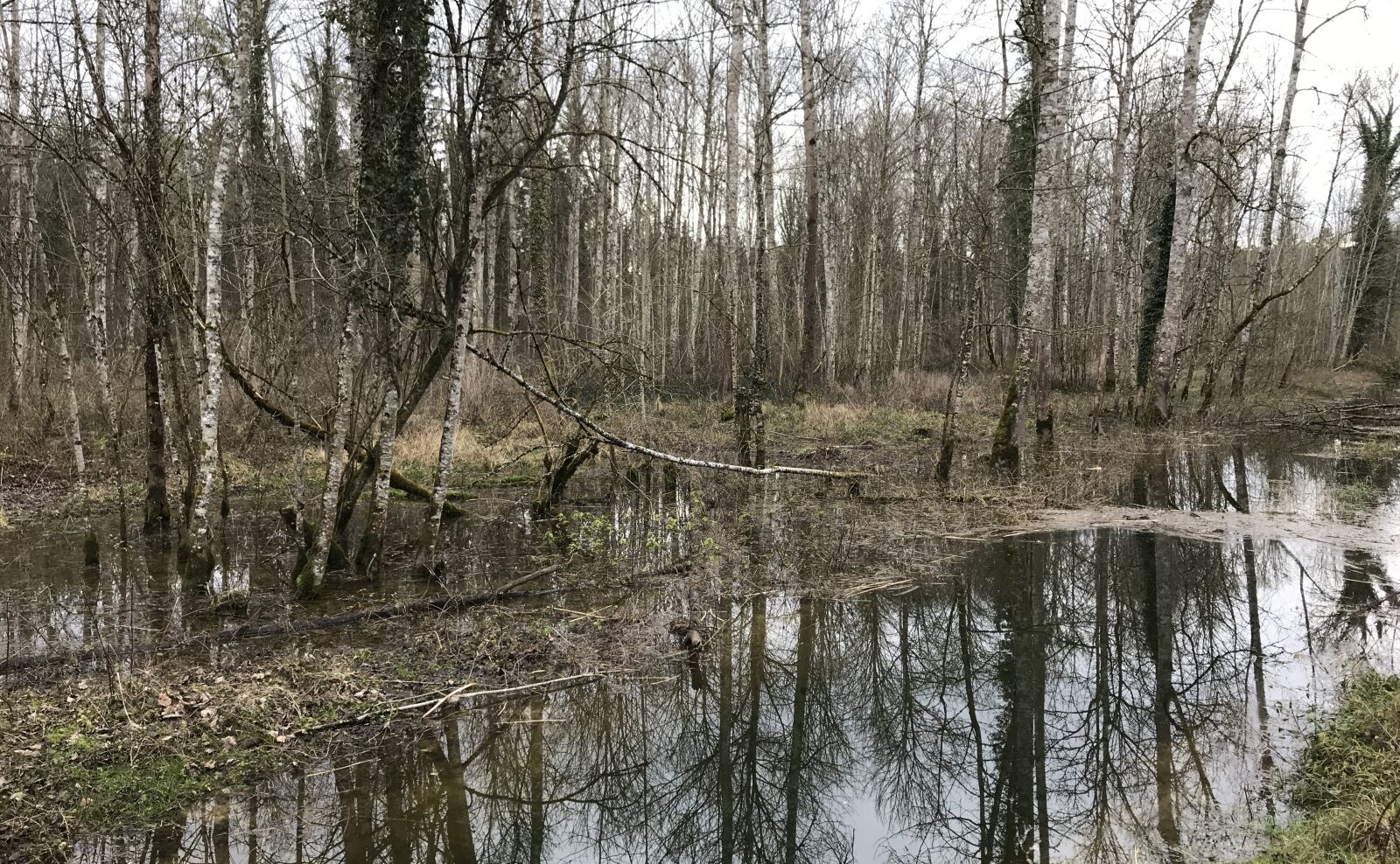 iPhone 7 back camera 3.99mm f/1.8 sample photo. Swamp, water, trees photography