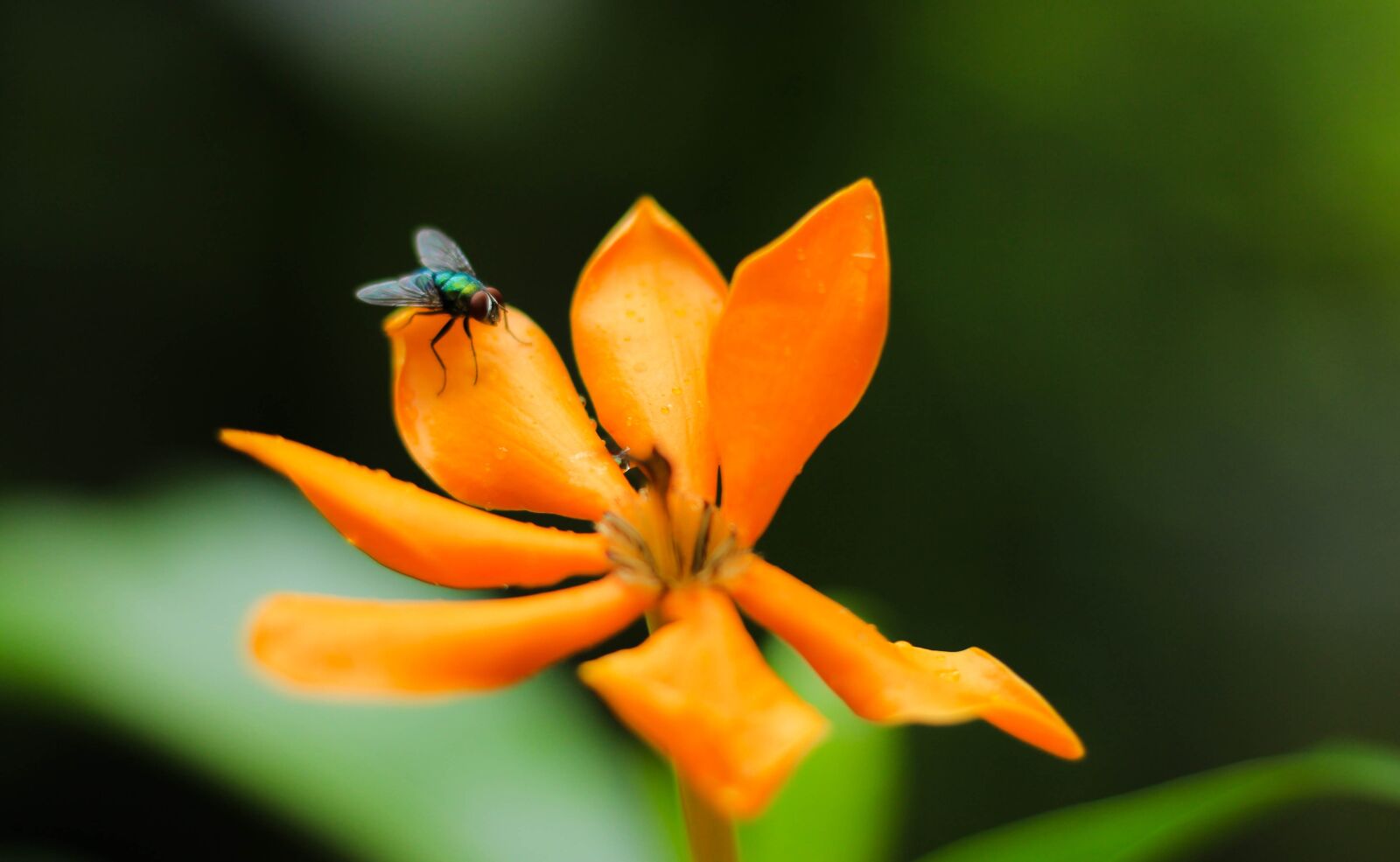 Canon EOS 700D (EOS Rebel T5i / EOS Kiss X7i) sample photo. Flowers, flies, nature photography