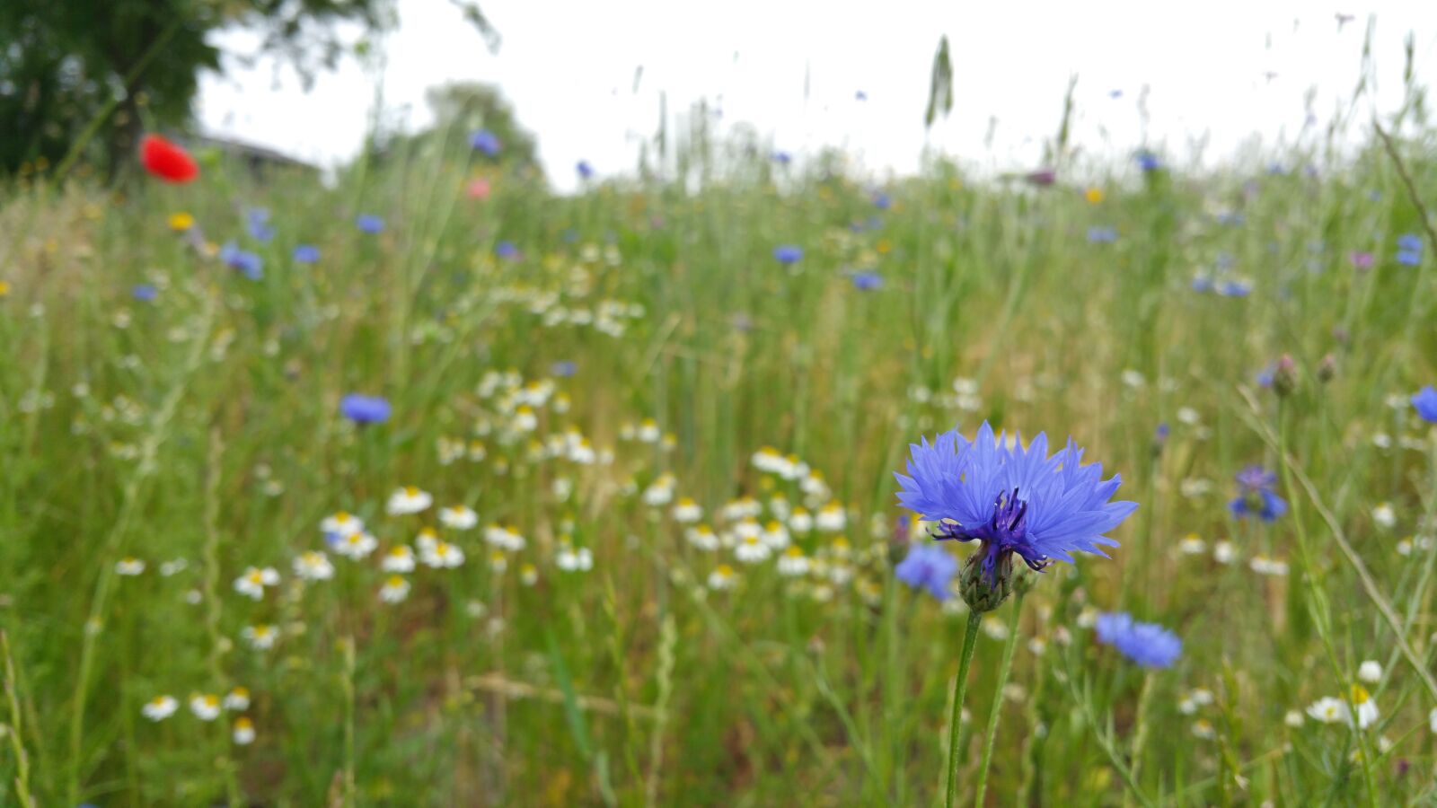 Samsung Galaxy Note4 sample photo. Flowers, green, grass photography