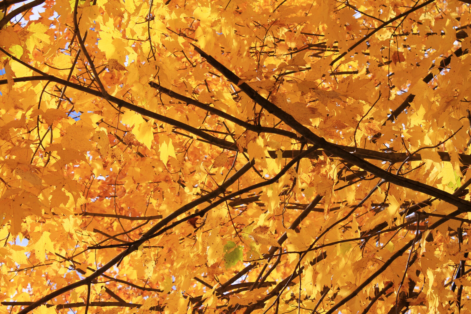 Canon EOS 1100D (EOS Rebel T3 / EOS Kiss X50) sample photo. Autumn, colours, autumn, leaf photography