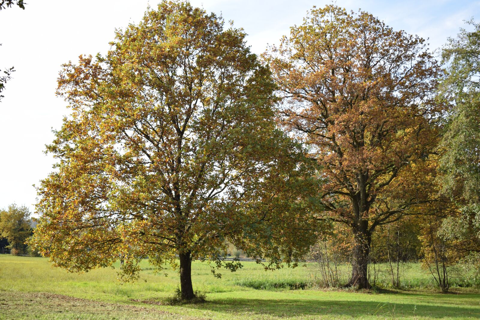 Nikon D3300 sample photo. Autumn tree, tree, fall photography