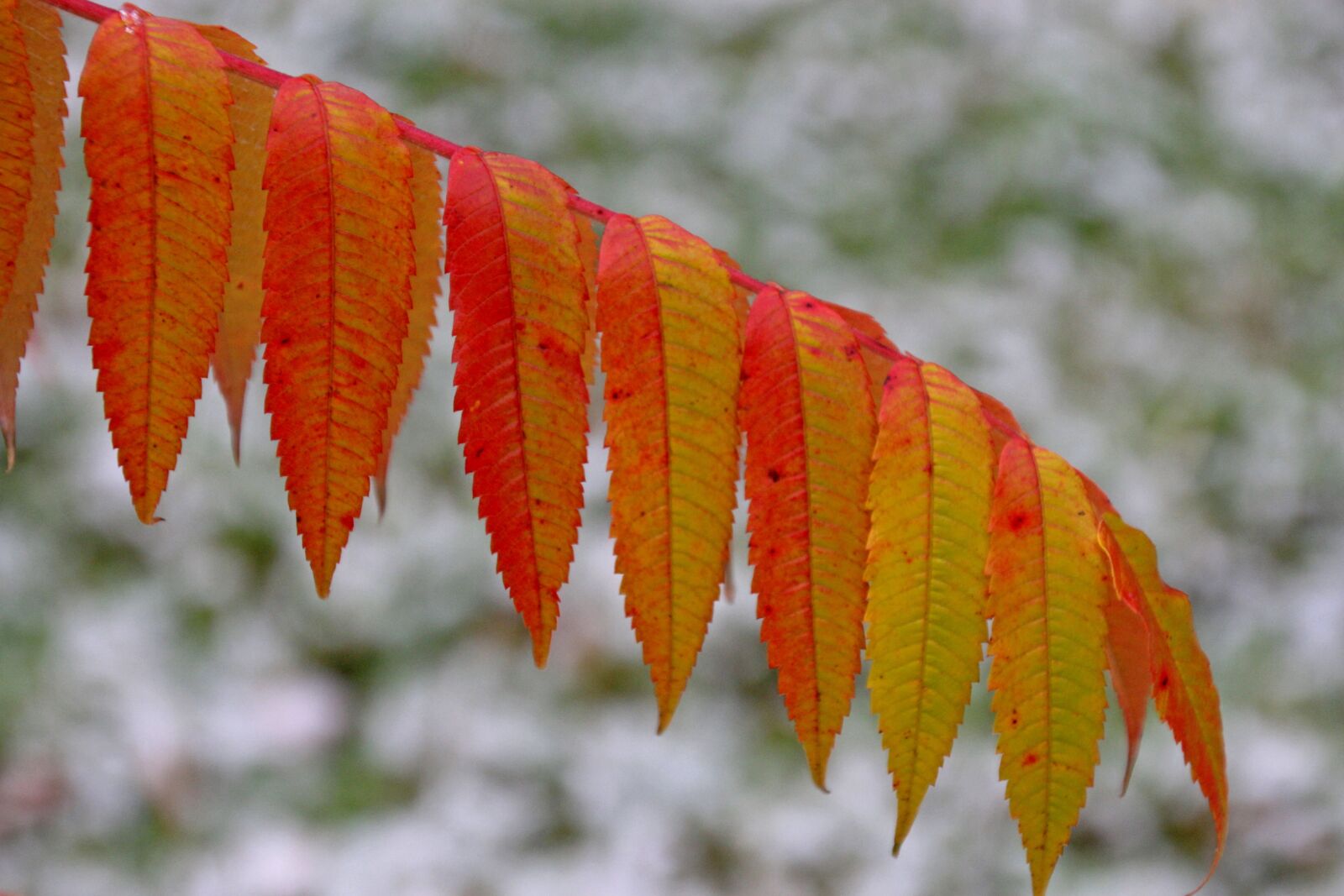 Canon EOS 60D sample photo. Autumn, colorful, color photography