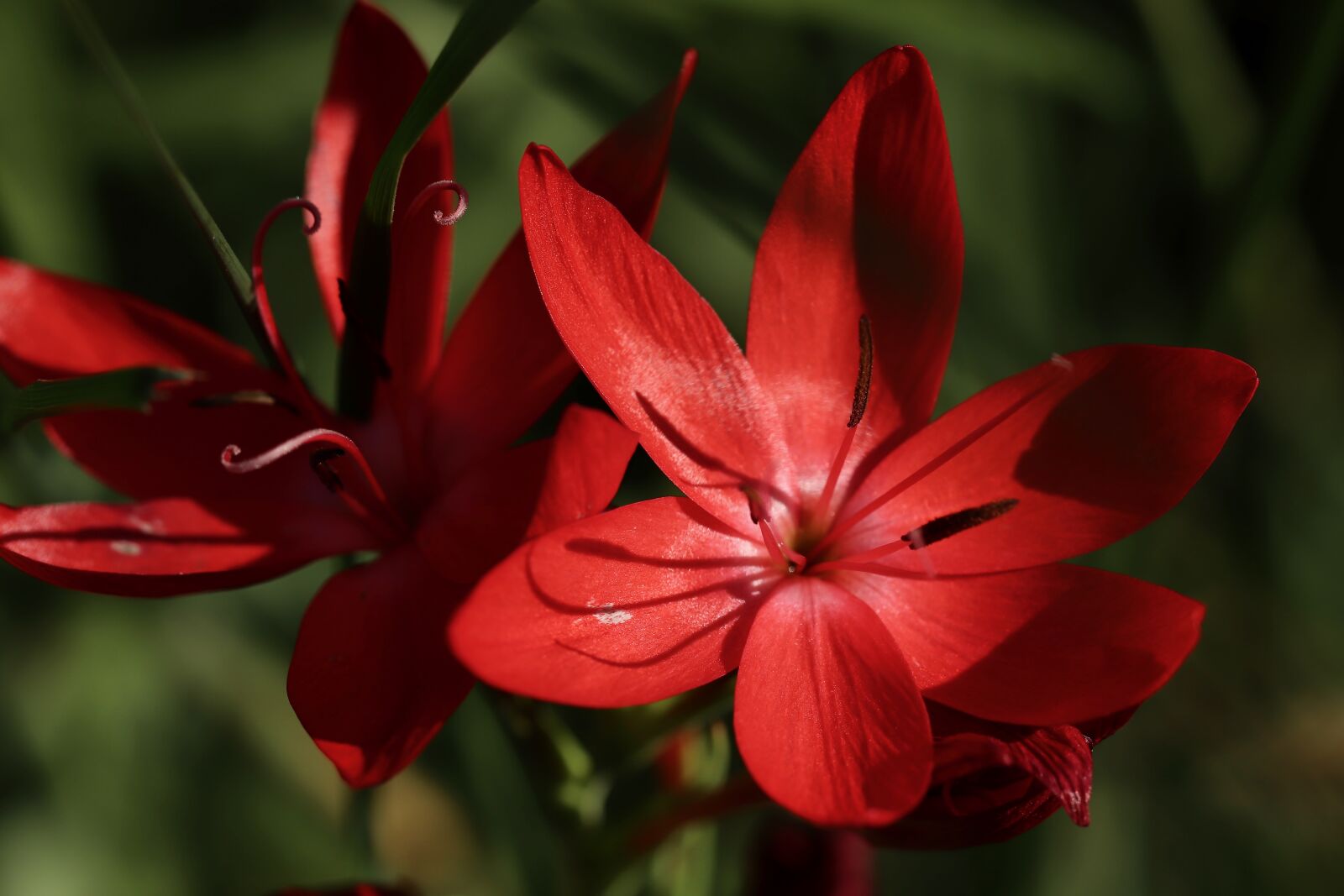 Canon EOS 800D (EOS Rebel T7i / EOS Kiss X9i) sample photo. Blossom, bloom, hesperantha photography