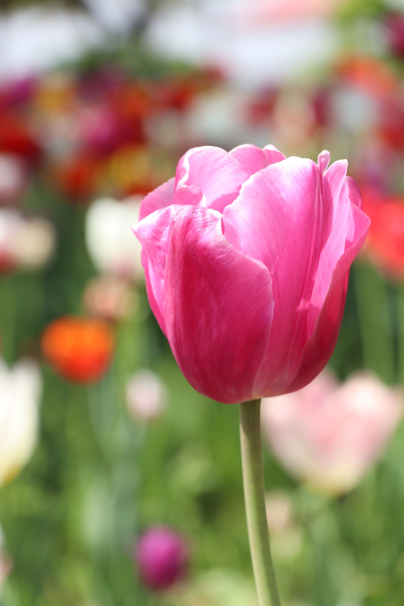 Canon EOS 77D (EOS 9000D / EOS 770D) sample photo. Nature, flower, tulip photography
