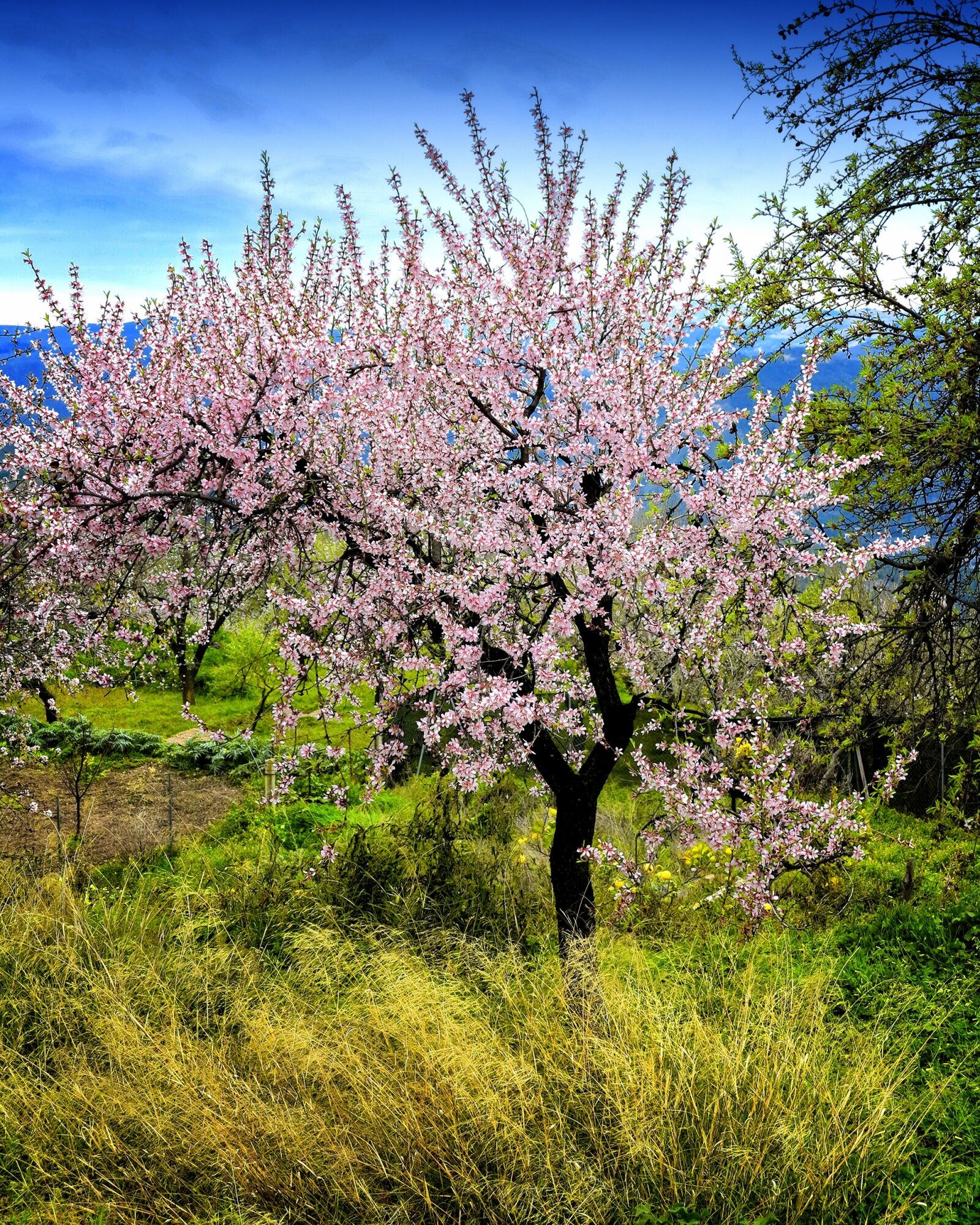 Canon PowerShot G1 X sample photo. Almond tree in blossom photography
