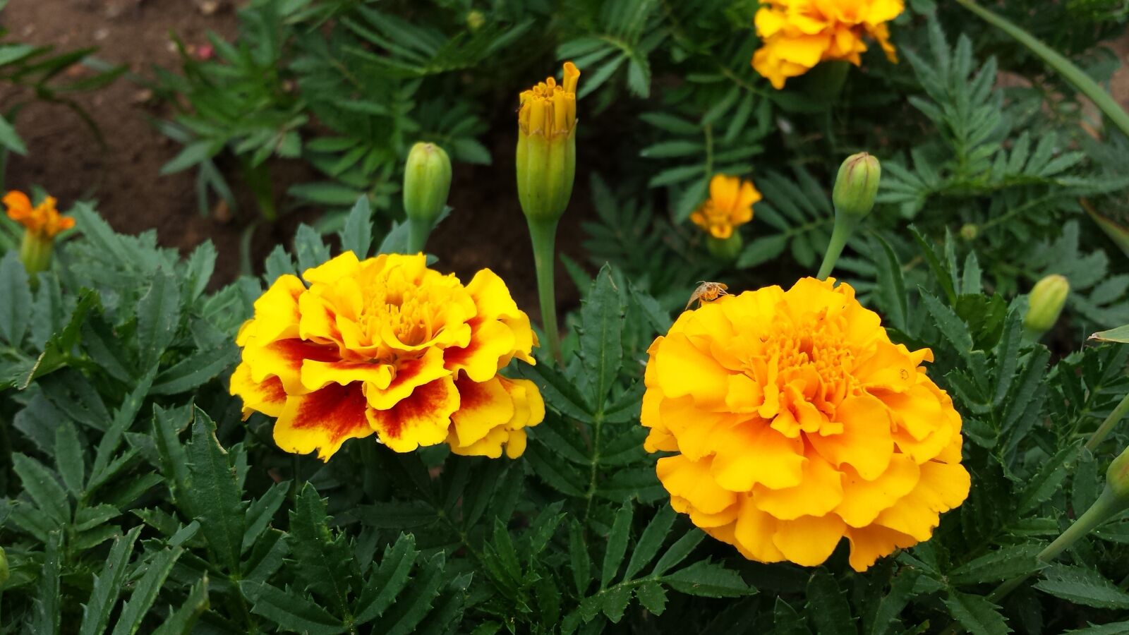 Samsung Galaxy S4 sample photo. Marigold, flowers, yellow photography