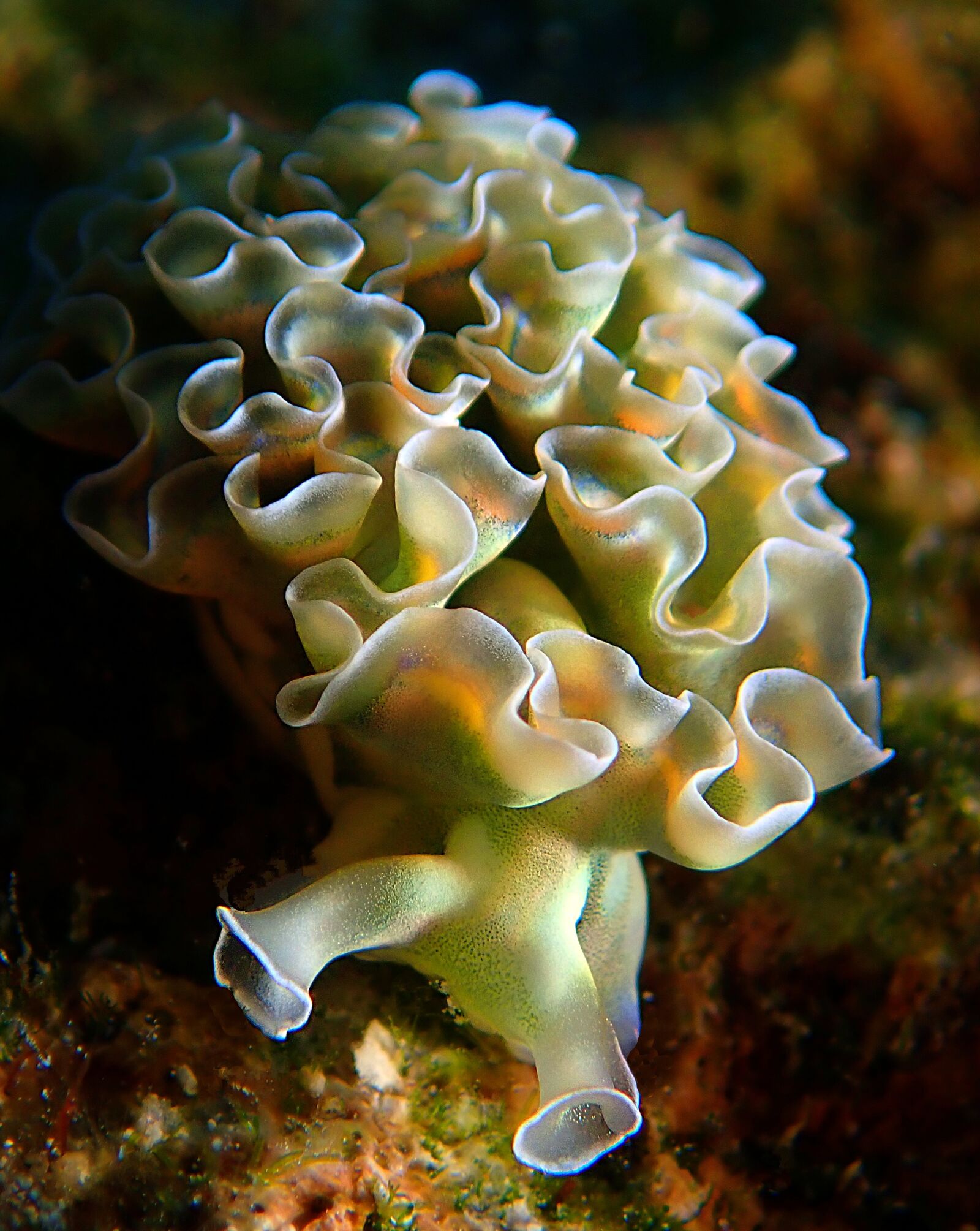 Olympus TG-5 sample photo. Sea slug, underwater, diving photography