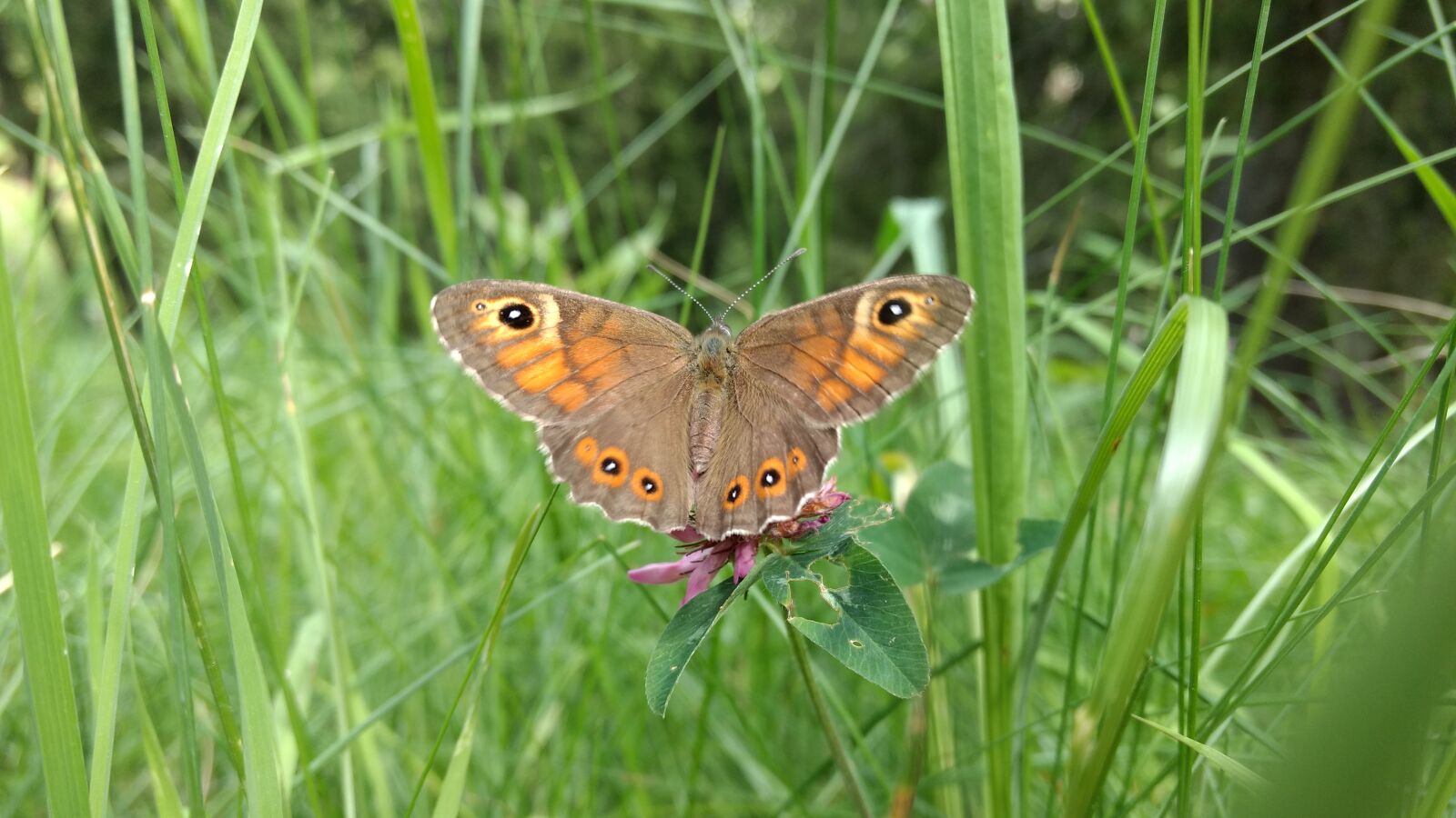 Motorola Moto G (4) sample photo. Animals, butterfly, farfalla, green photography