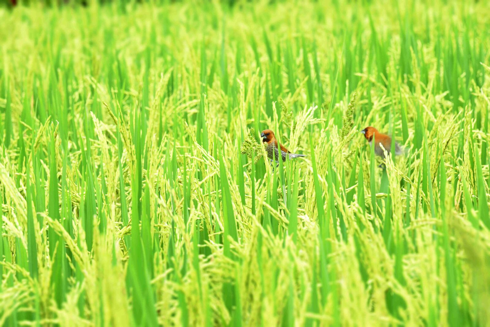 Nikon D750 sample photo. Ubud, bali, indonesia photography