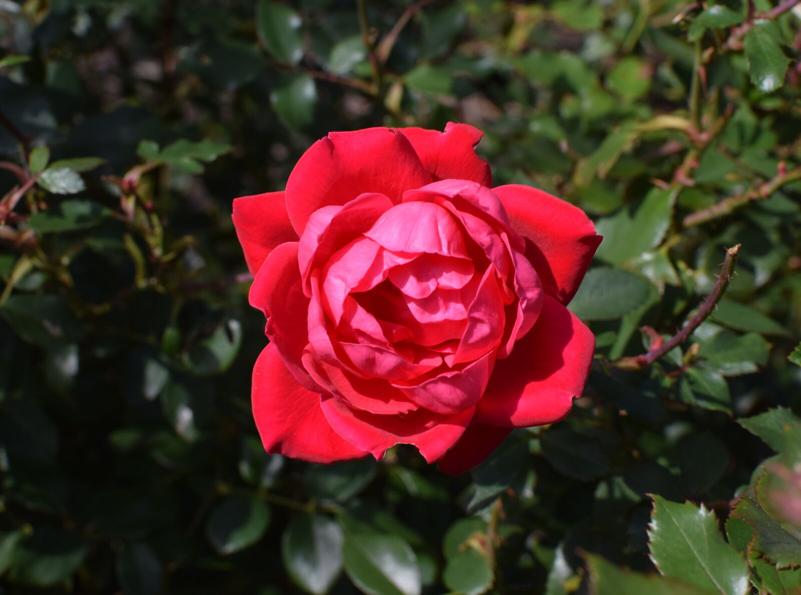 Nikon D3300 sample photo. Fully-open fall red rose photography