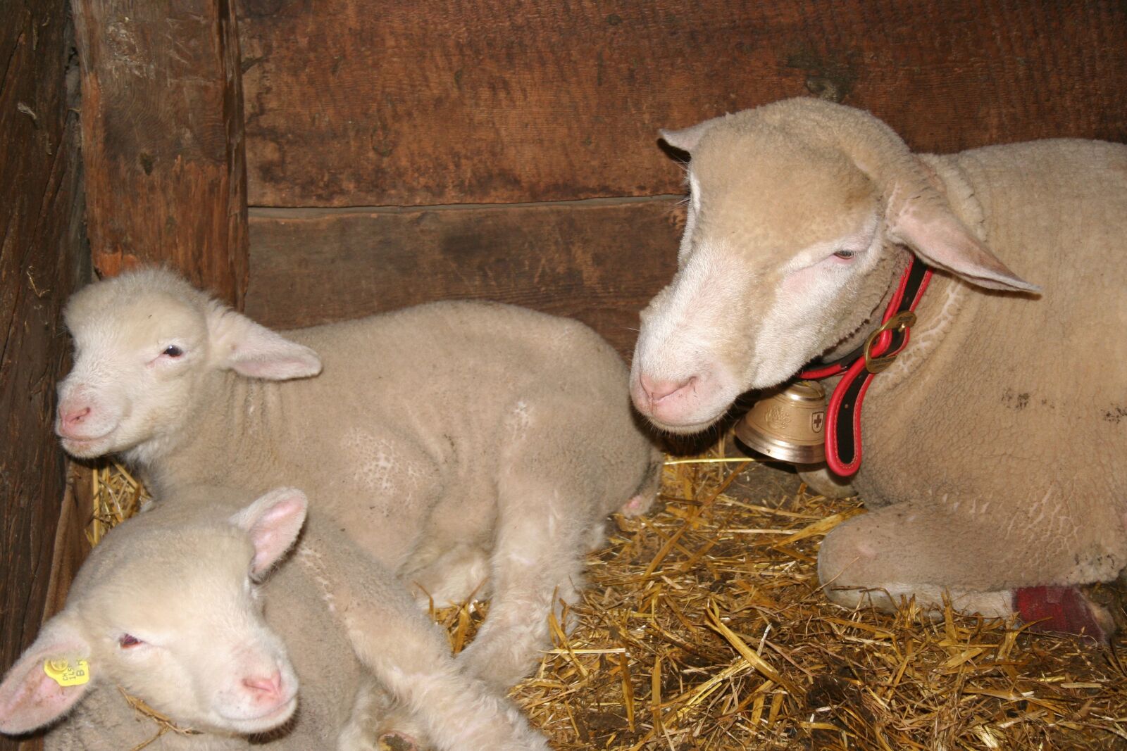 Canon EOS 350D (EOS Digital Rebel XT / EOS Kiss Digital N) sample photo. Sheep, stall, animals photography