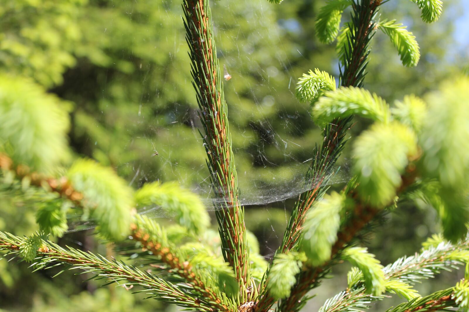 Canon EOS 60D + Canon EF-S 18-55mm F3.5-5.6 IS sample photo. Pine, pine needles, nature photography