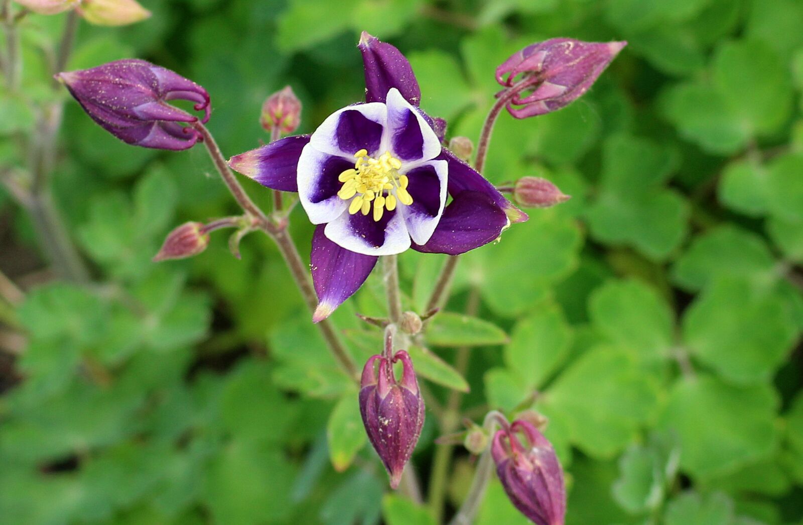 Canon EOS 1200D (EOS Rebel T5 / EOS Kiss X70 / EOS Hi) sample photo. Flower, orlik, colored photography