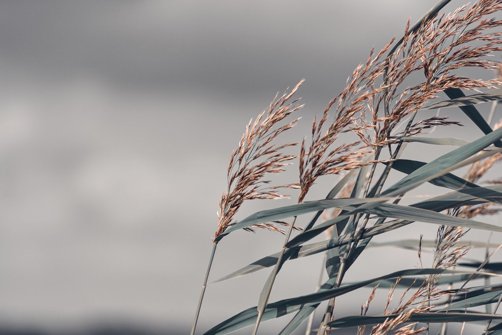 Nikon D750 sample photo. Autumn, grass, wind photography