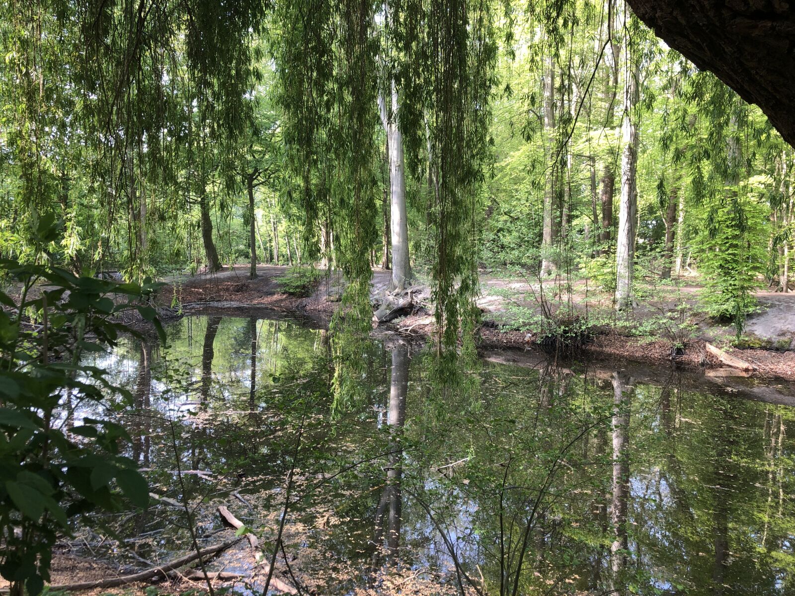 iPhone 8 back camera 3.99mm f/1.8 sample photo. Tree, pond, park photography