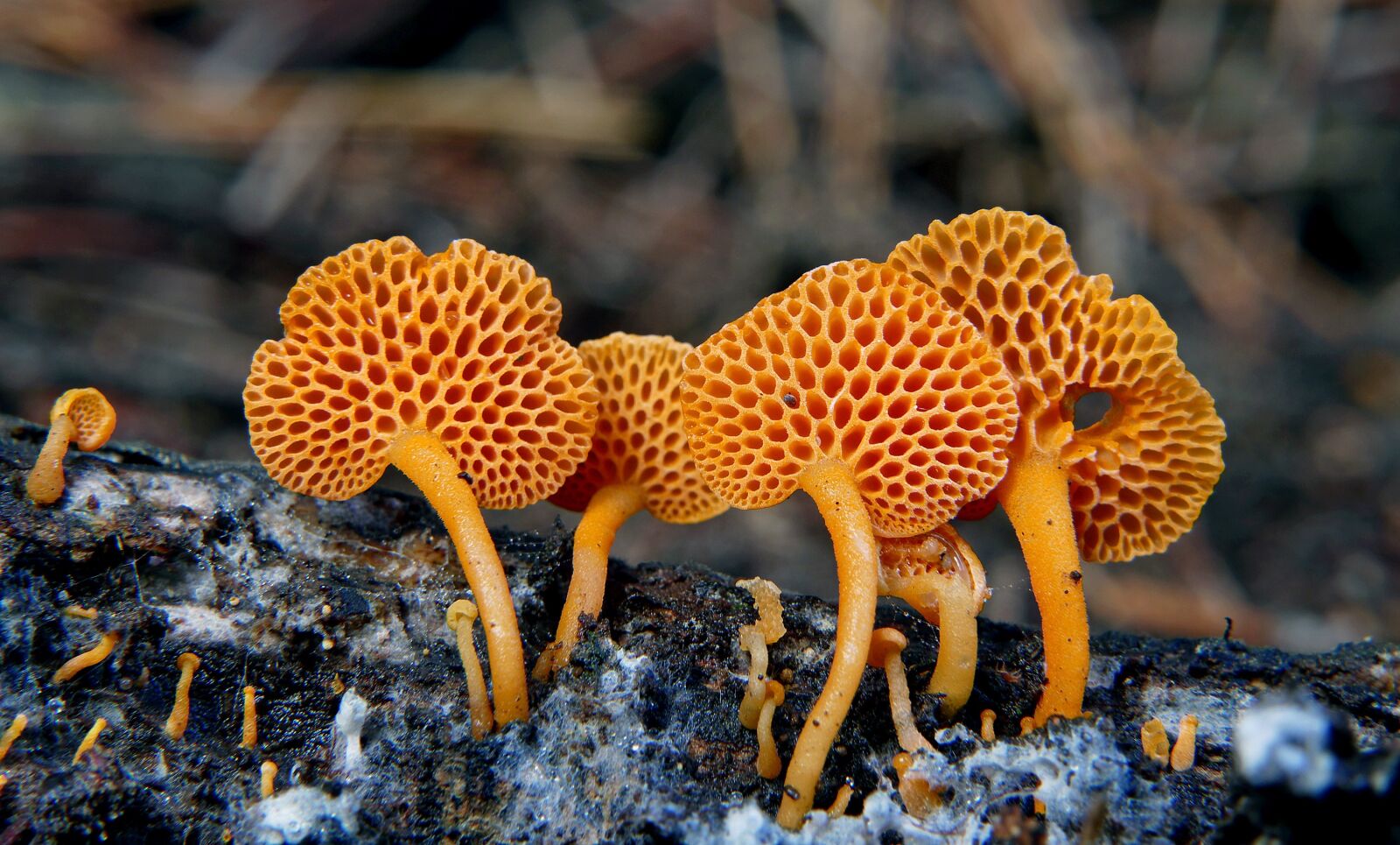 Panasonic Lumix DMC-FZ1000 sample photo. Mushroom, wild, fungi photography