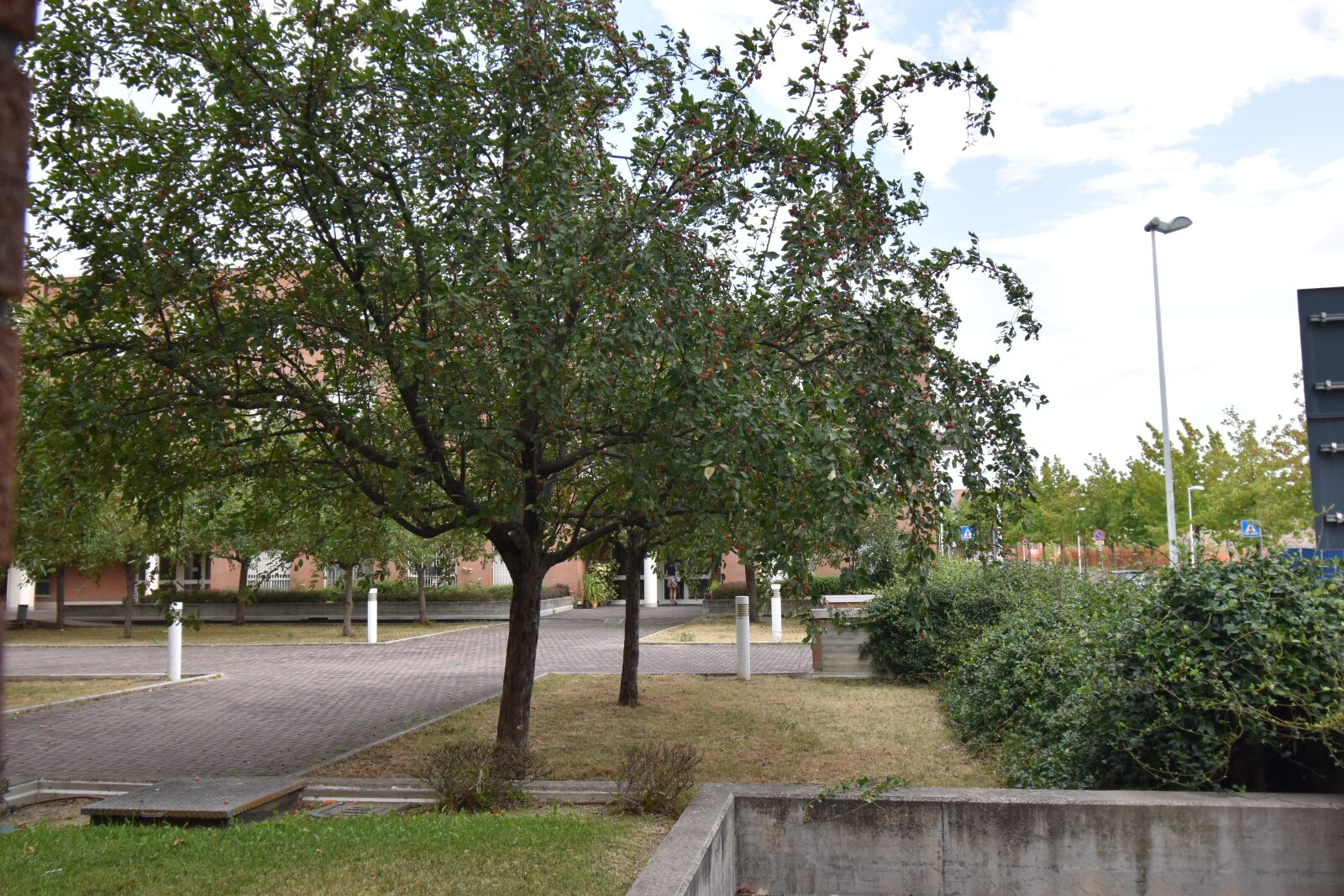 Nikon D5600 sample photo. Garden, trees, fruits photography