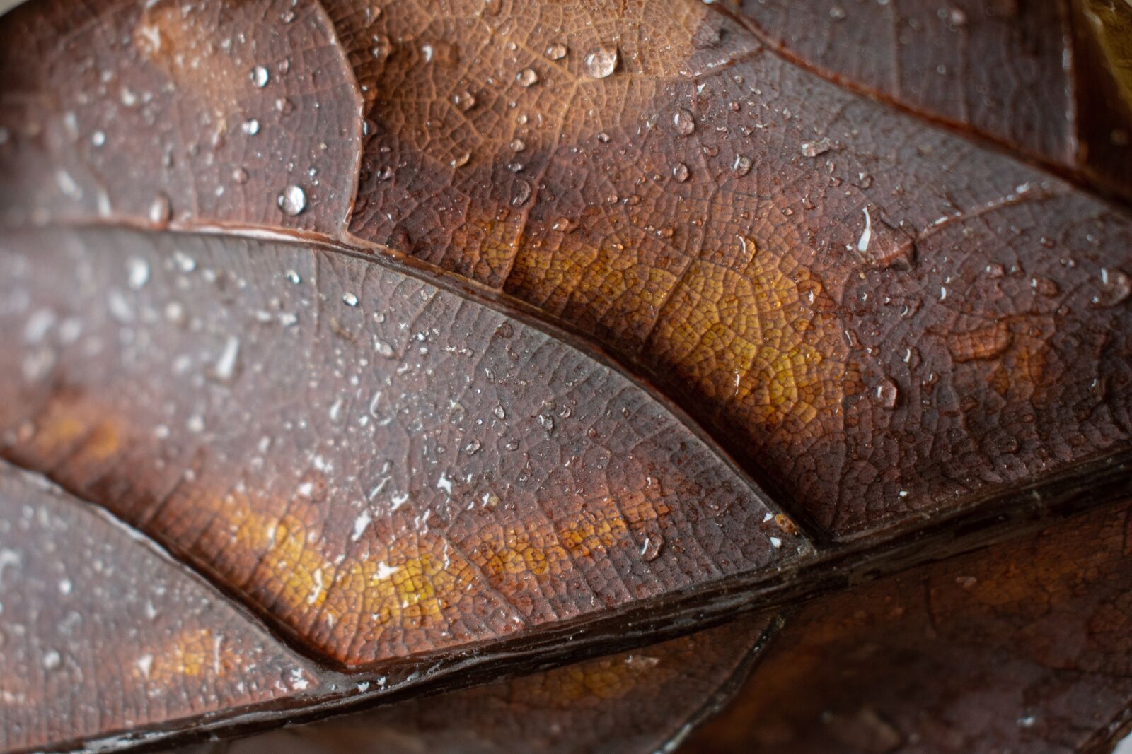 Nikon D7200 sample photo. Sheet, drops, autumn photography