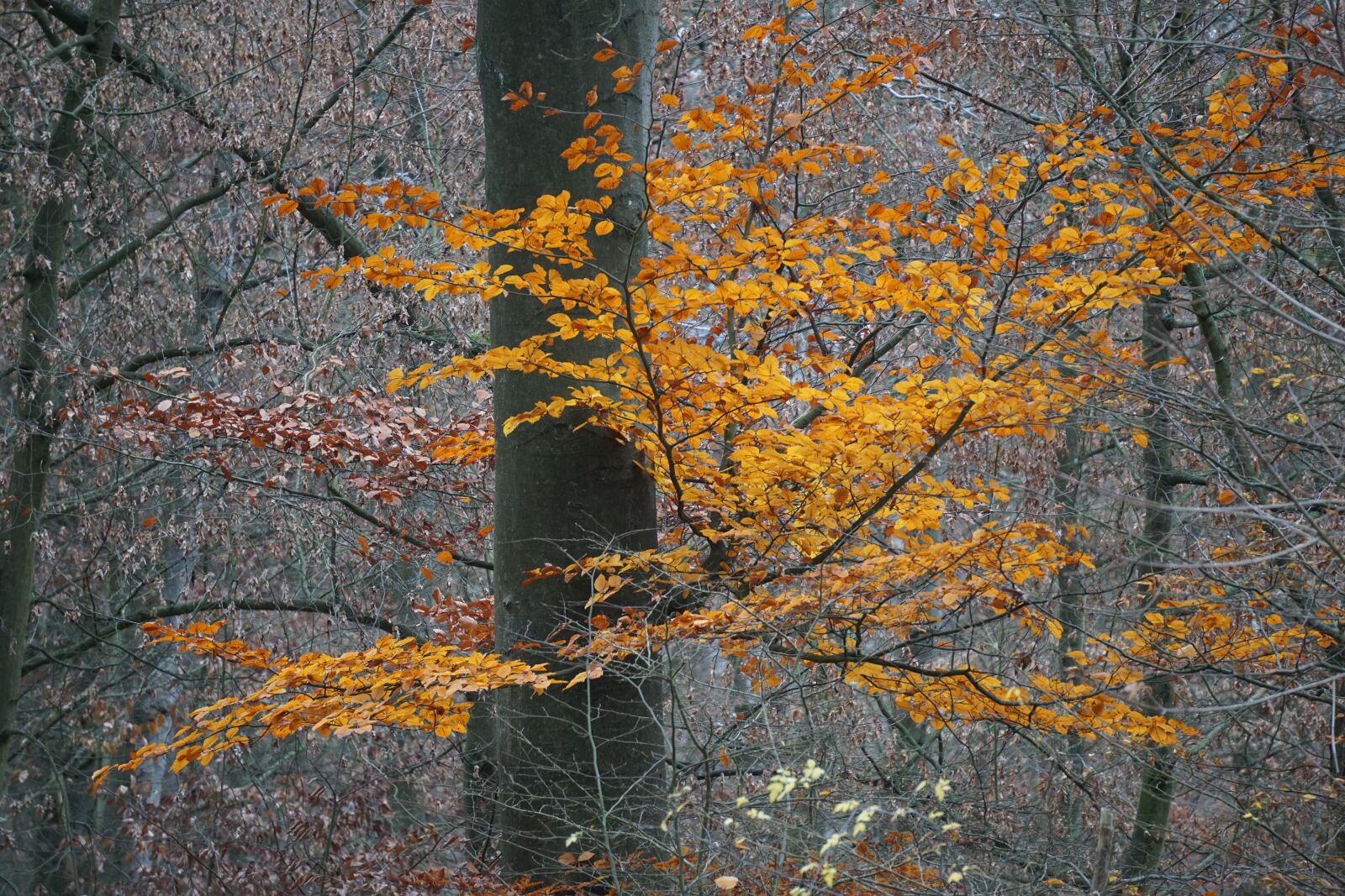 Sony E 55-210mm F4.5-6.3 OSS sample photo. Fall foliage, bright, leaves photography