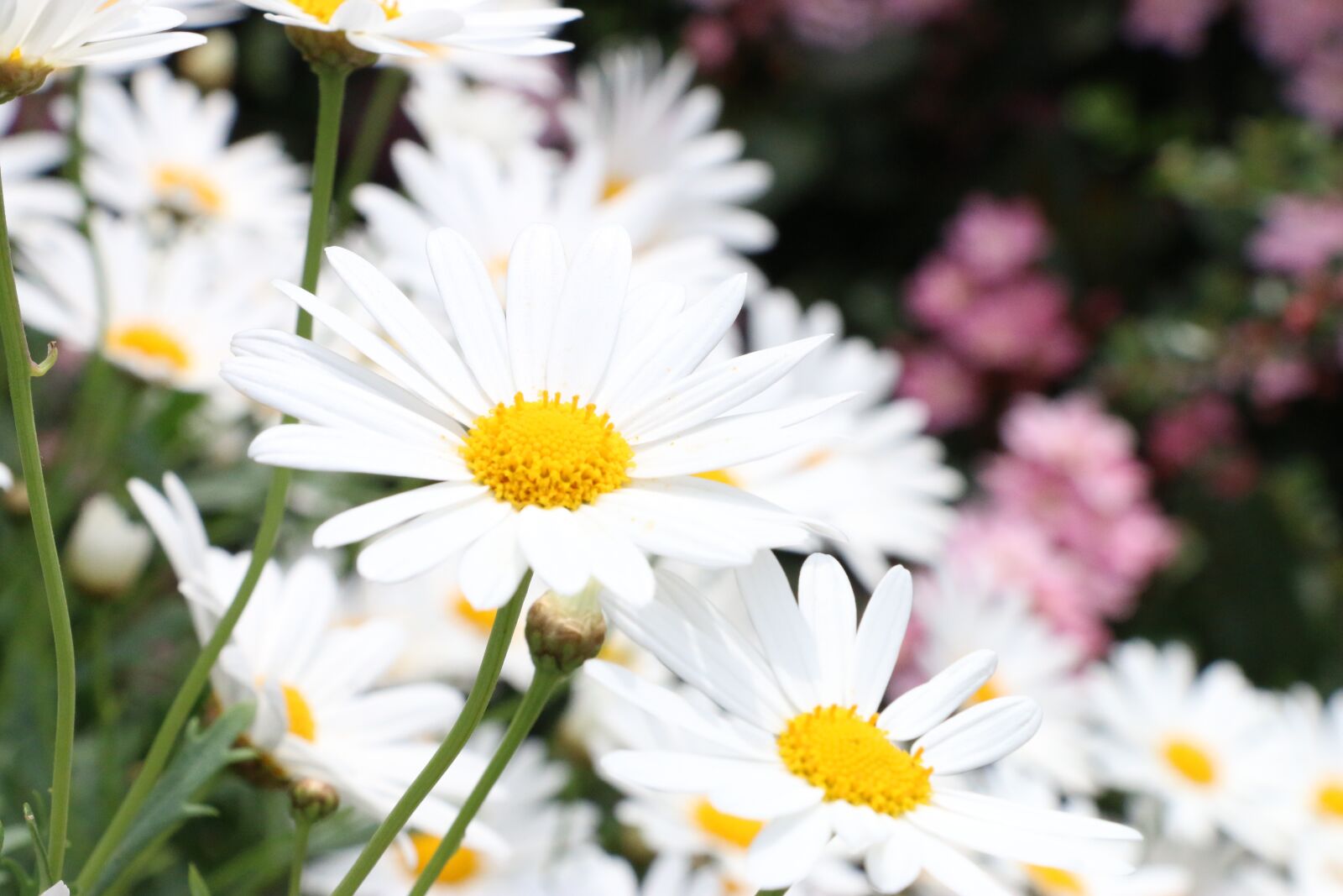 Canon EOS 70D sample photo. Liguria, italy, summer photography