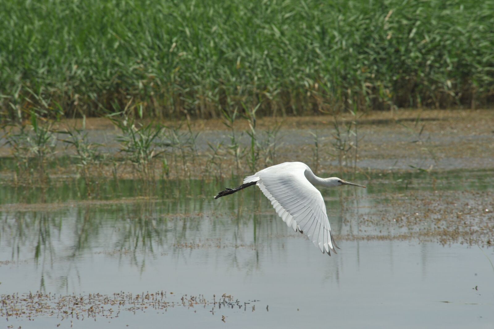 Nikon D700 sample photo. Heron, spoon gaga, white photography