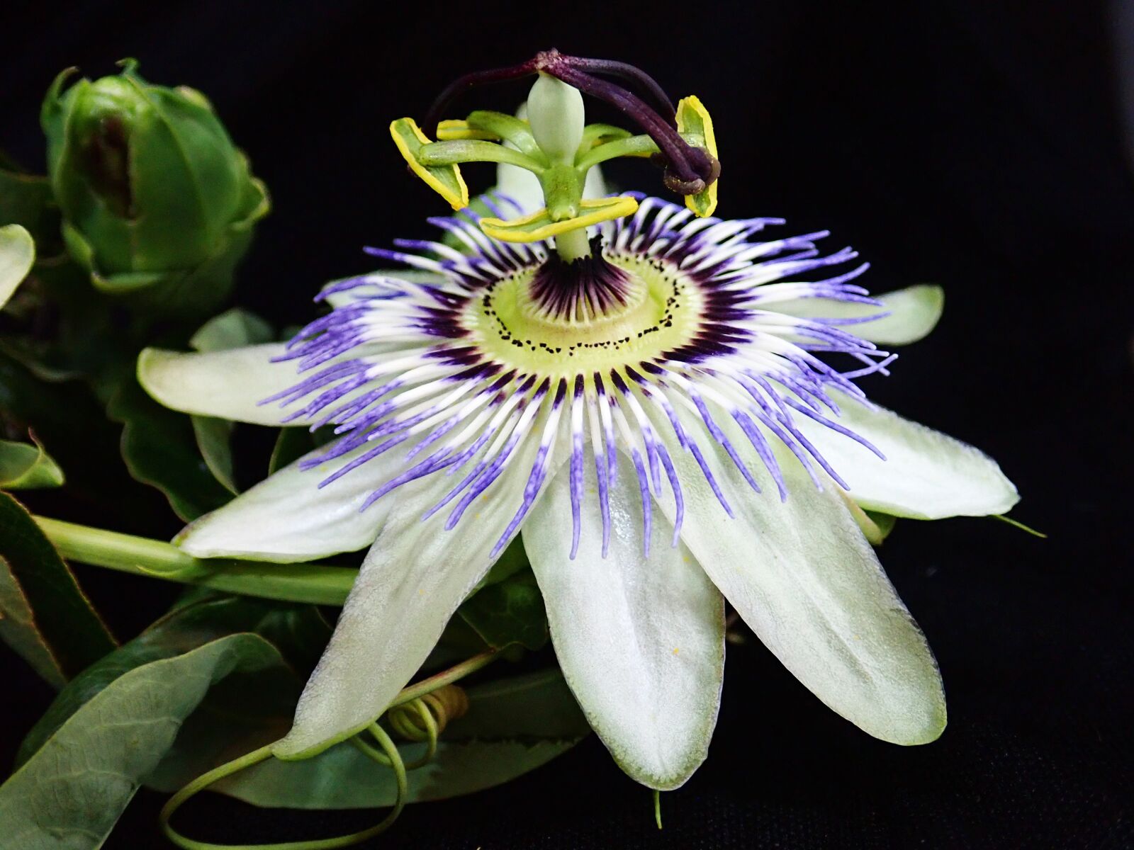 Olympus TG-5 sample photo. Flower, stamens, passion fruit photography