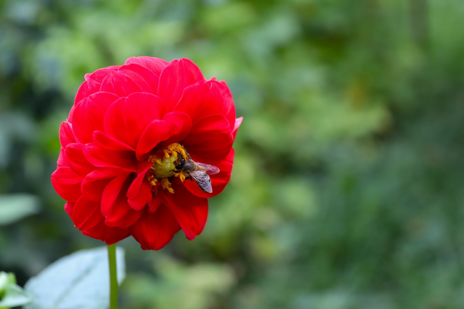 Canon EOS 200D (EOS Rebel SL2 / EOS Kiss X9) sample photo. Bee, flower, red flower photography