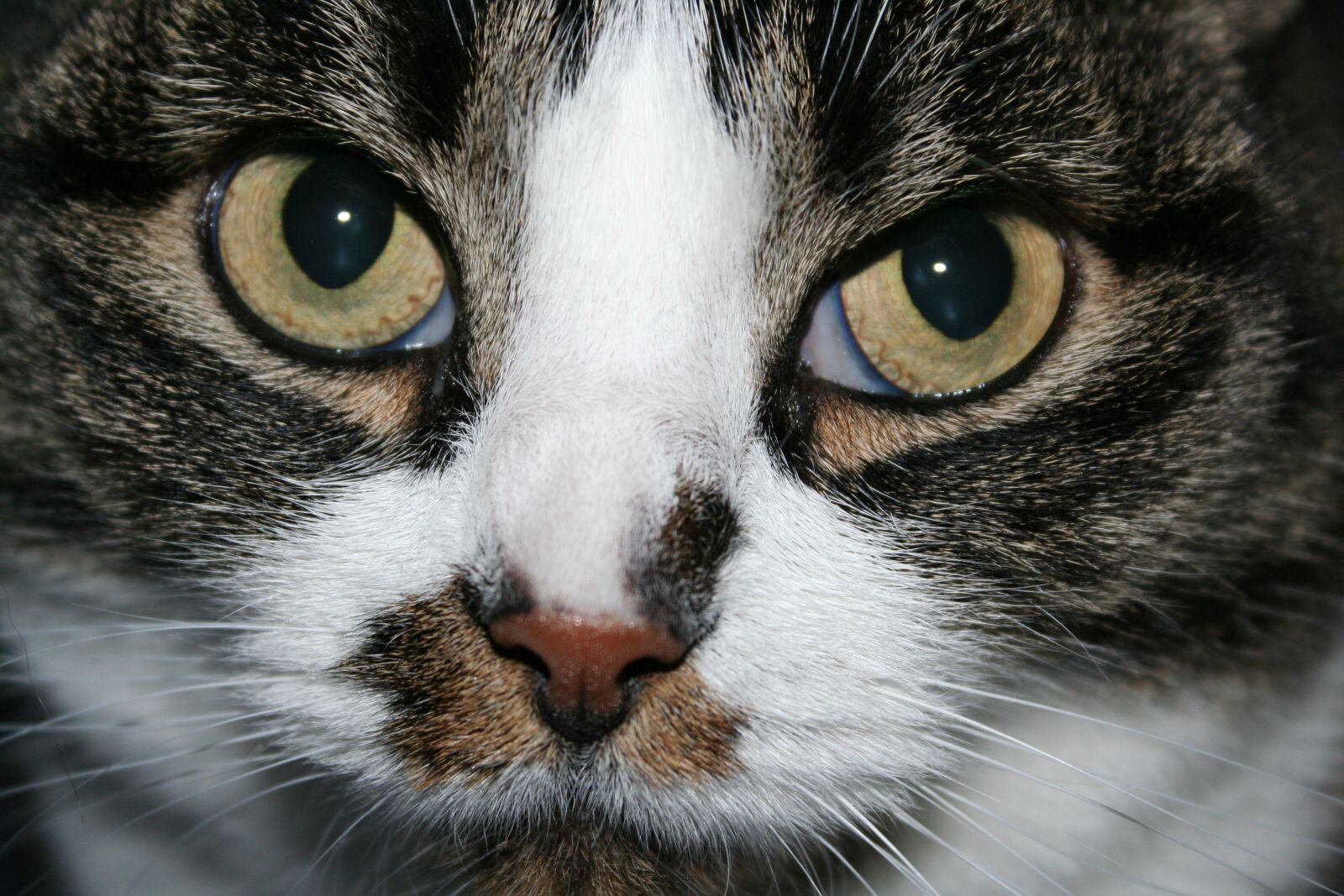 Canon EOS 350D (EOS Digital Rebel XT / EOS Kiss Digital N) sample photo. Cats, cat, pet photography