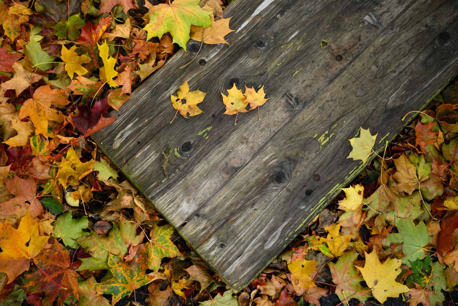 Nikon Z9 sample photo. Autumn is here photography
