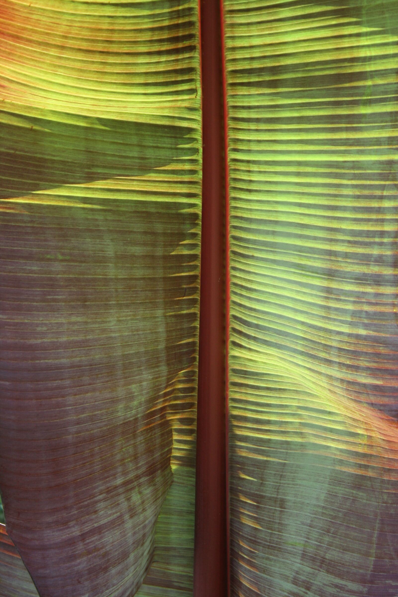 Canon EOS 400D (EOS Digital Rebel XTi / EOS Kiss Digital X) sample photo. Palm, palm leaf, leaf photography