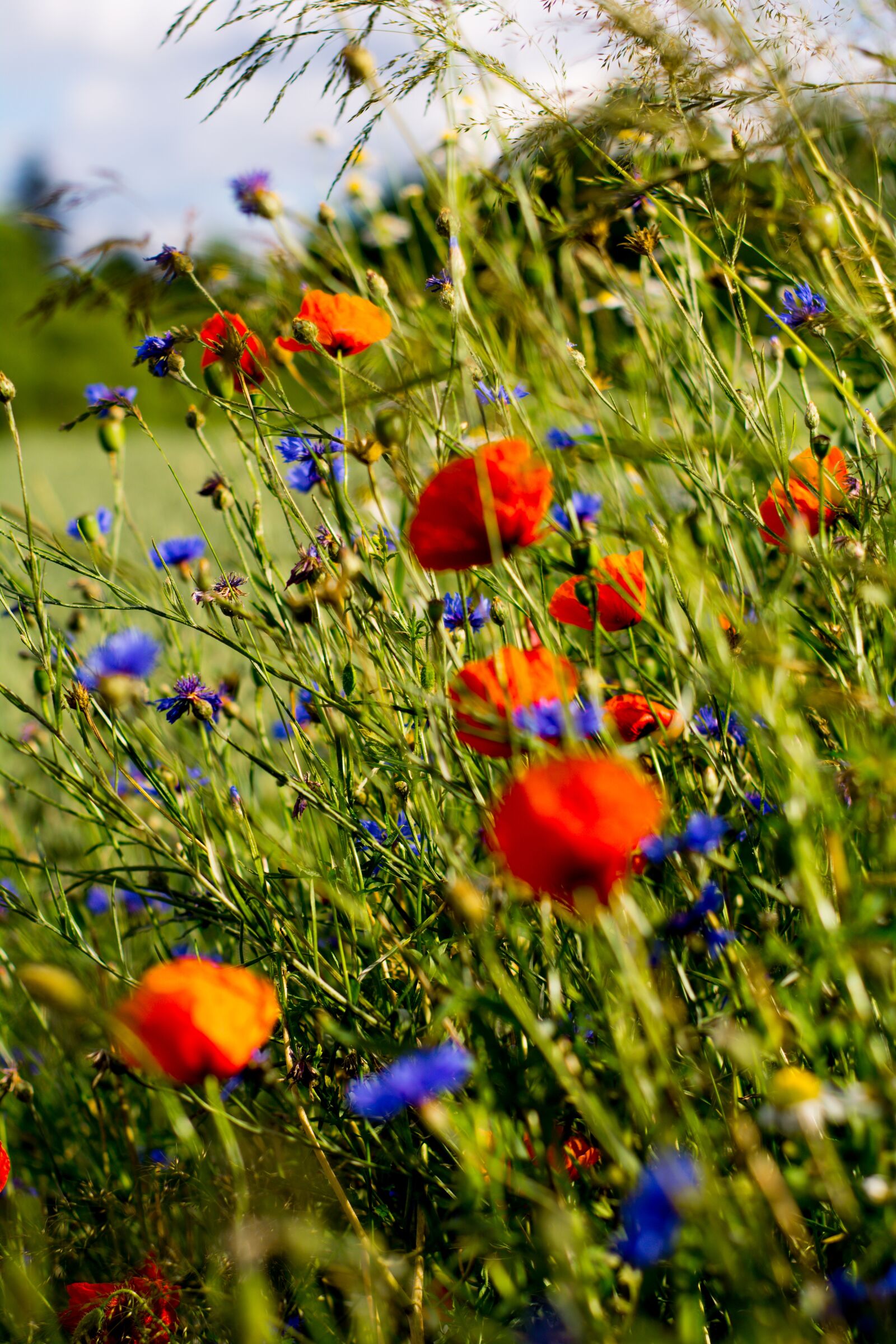 Nikon D5200 sample photo. Poppies, charby, flowers photography