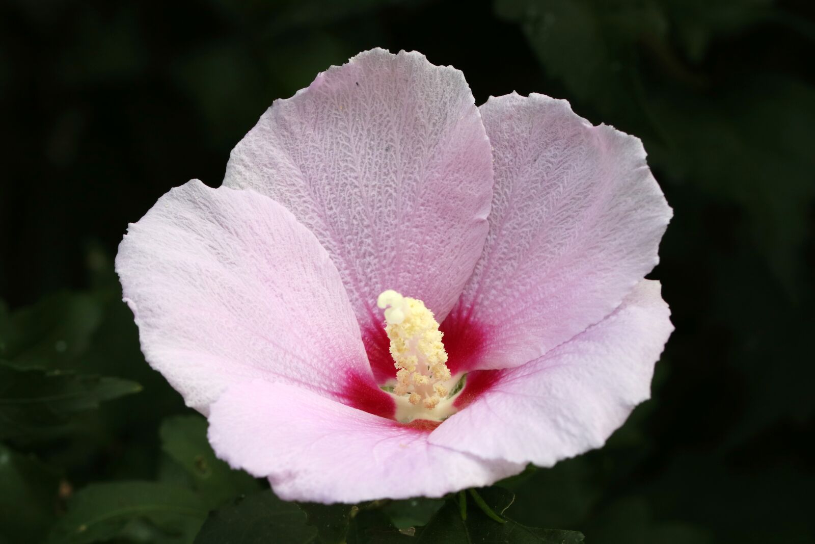 Canon EOS 750D (EOS Rebel T6i / EOS Kiss X8i) + Tamron SP 90mm F2.8 Di VC USD 1:1 Macro sample photo. Rose of sharon, south photography