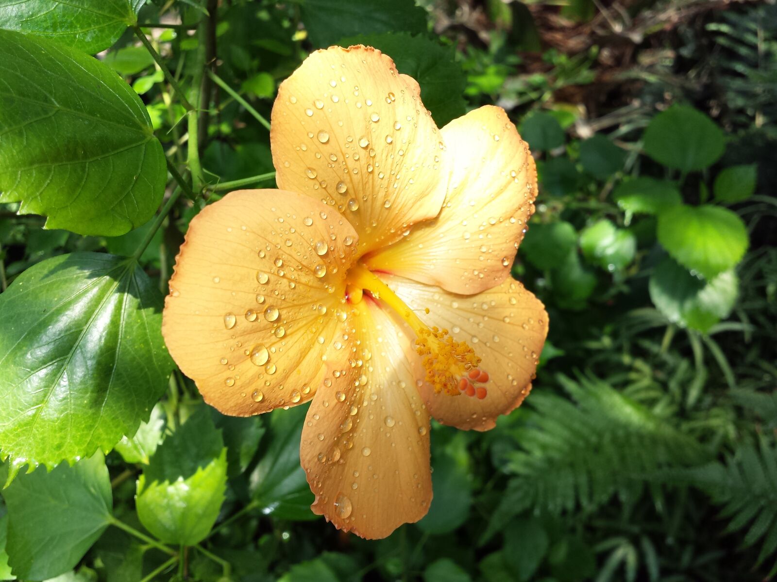 Samsung Galaxy S4 sample photo. Hibiscus, vacations, yellow photography
