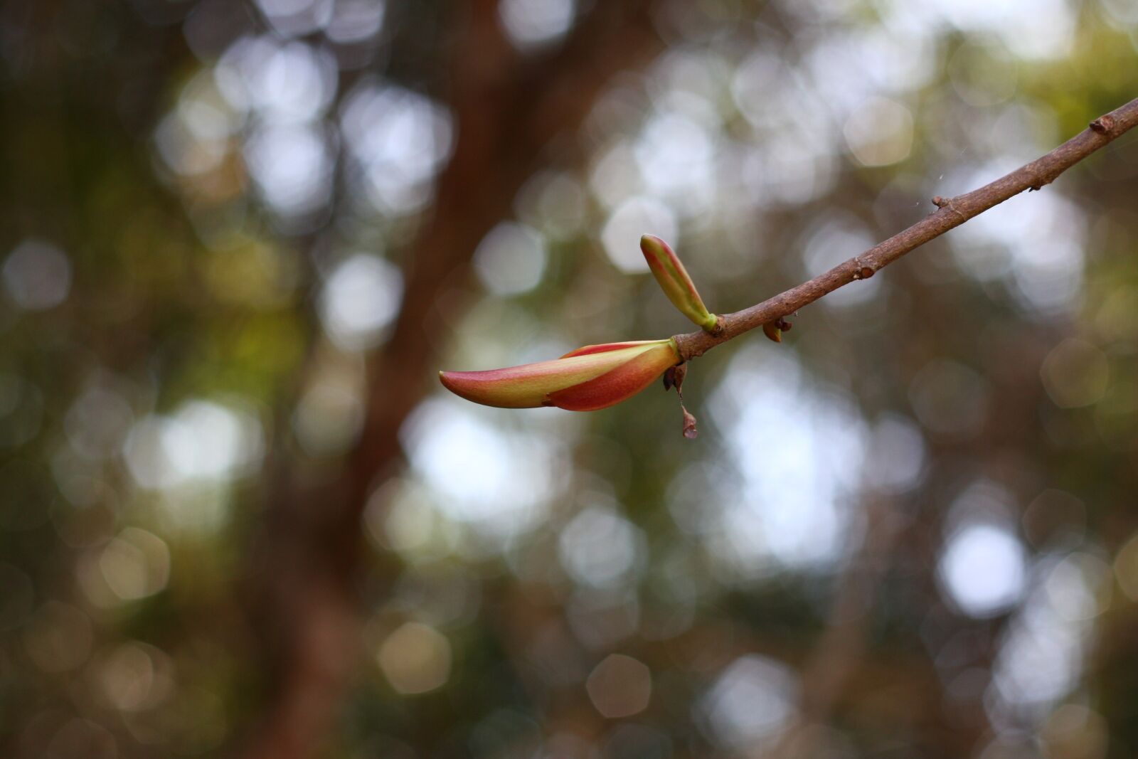 Canon EOS 40D sample photo. Flower buds, nam cat photography