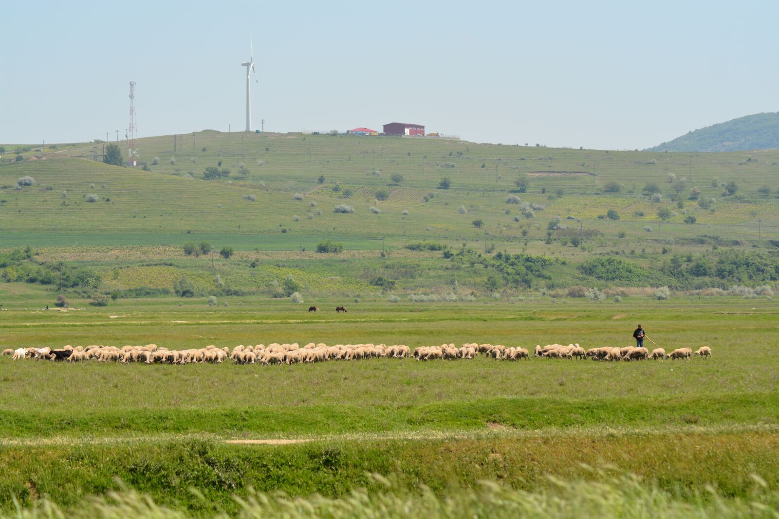 Nikon D7100 sample photo. Wind, sheep, green photography