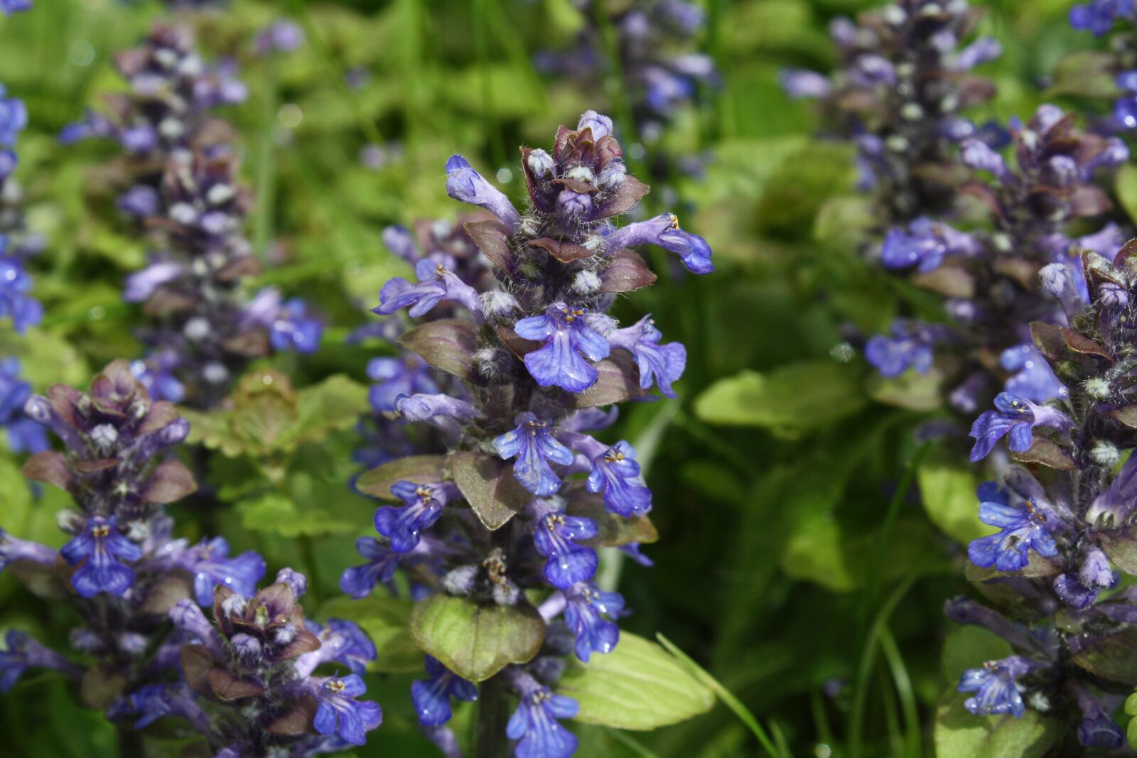 Canon EOS 1000D (EOS Digital Rebel XS / EOS Kiss F) sample photo. Ajuga g nsel, flowers photography