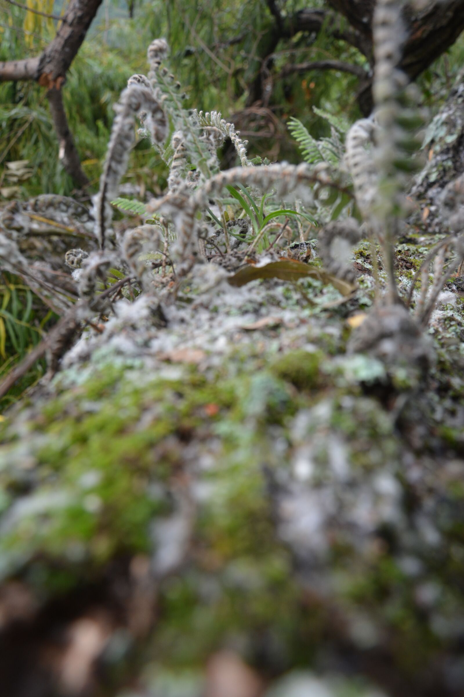 Nikon D7100 sample photo. Plantation, nature, ecology photography