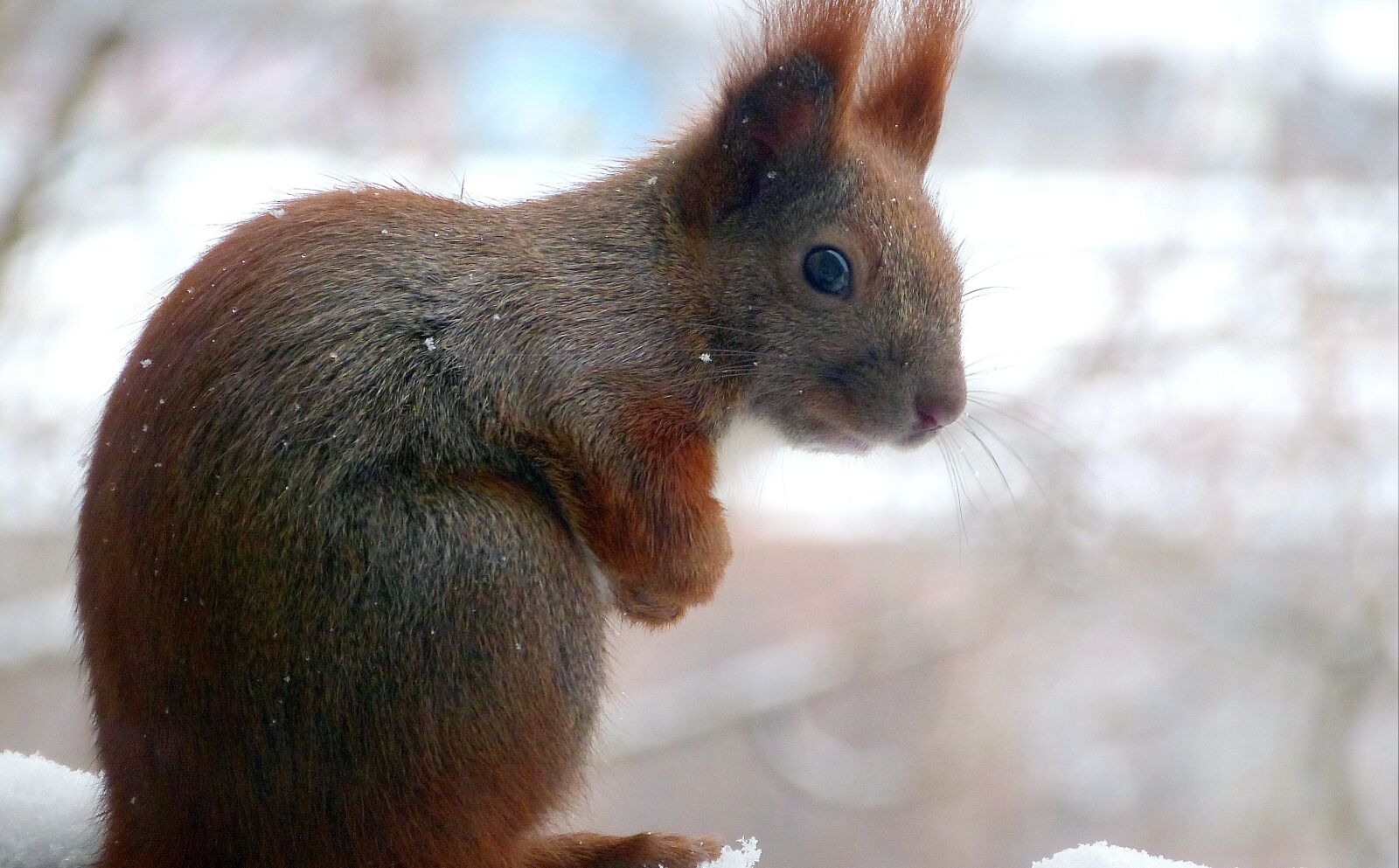 Panasonic Lumix DMC-FZ150 sample photo. Squirrel, forest, park photography