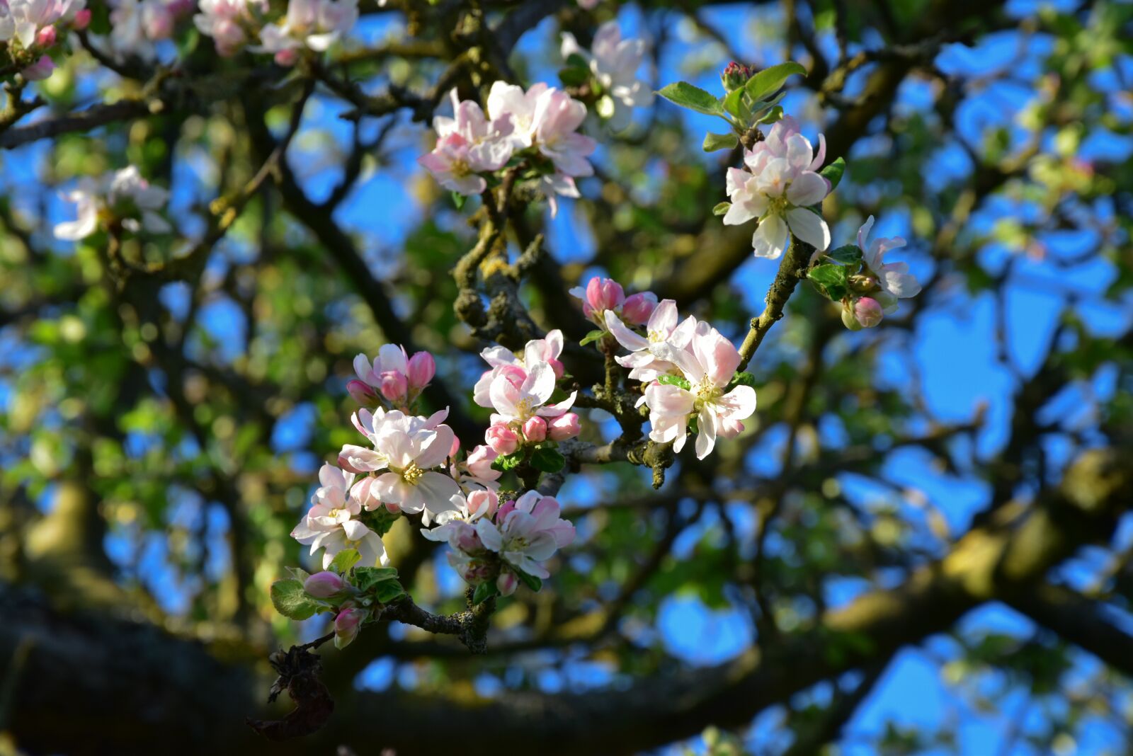 Nikon D5500 sample photo. Apple blossom, fruit tree photography