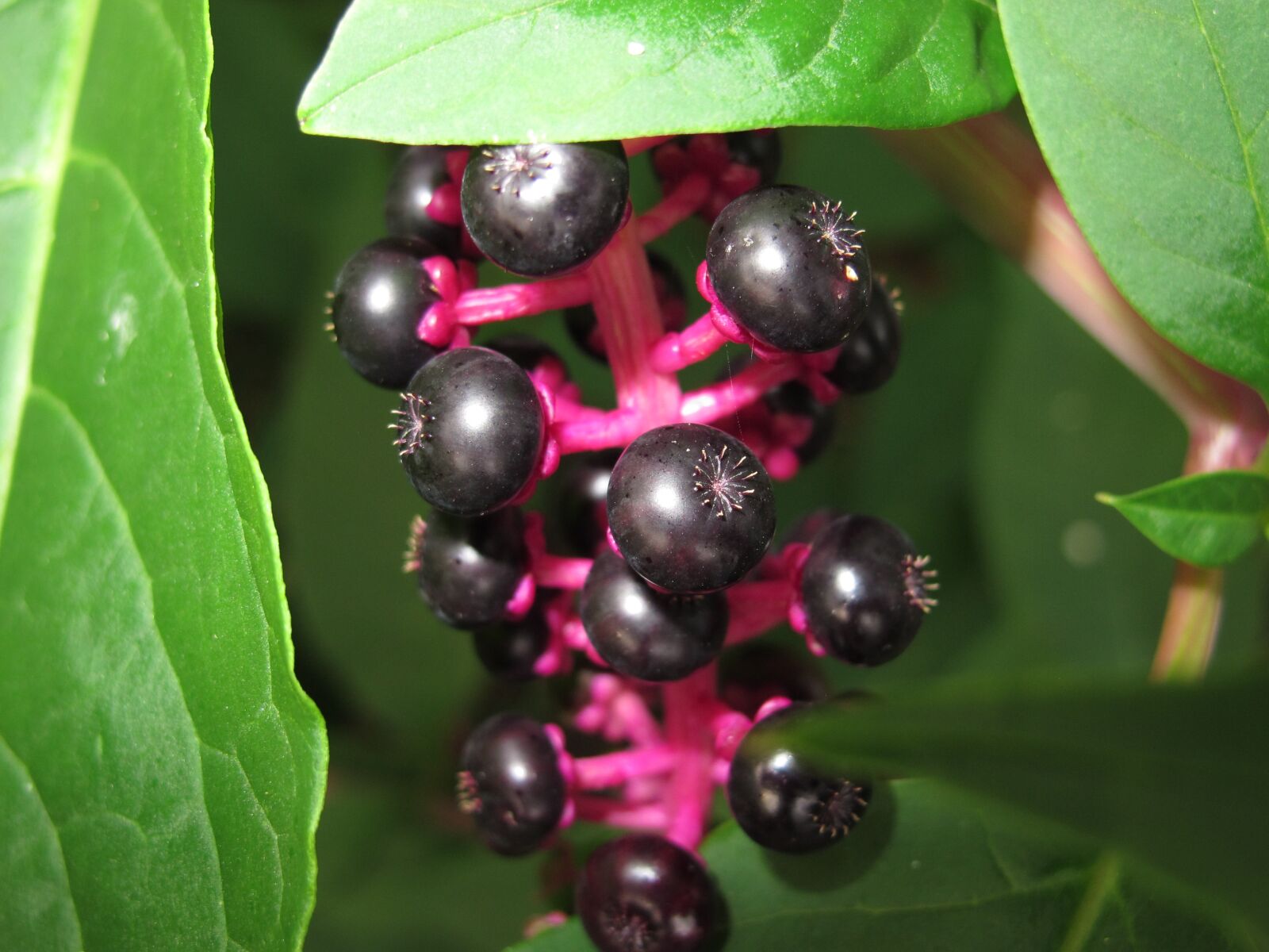 Canon PowerShot G12 sample photo. Black berries, bush, green photography