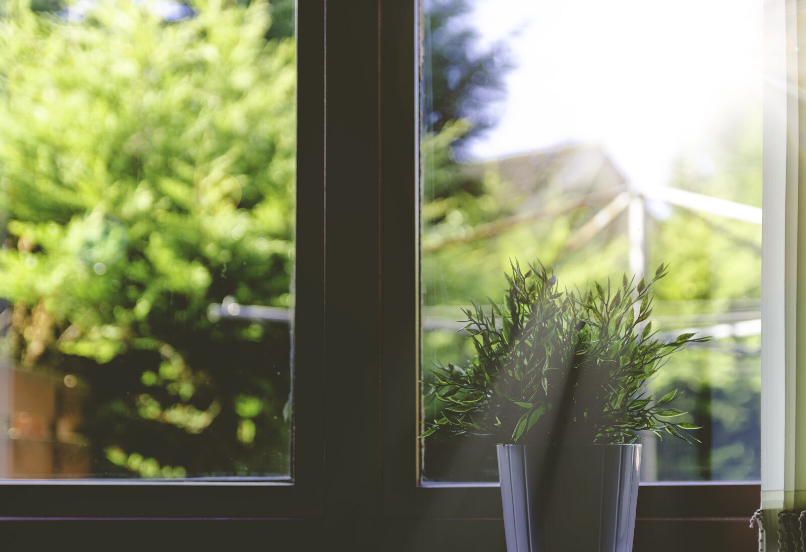 Nikon D5100 sample photo. Plant, pot plant, sunbeams photography