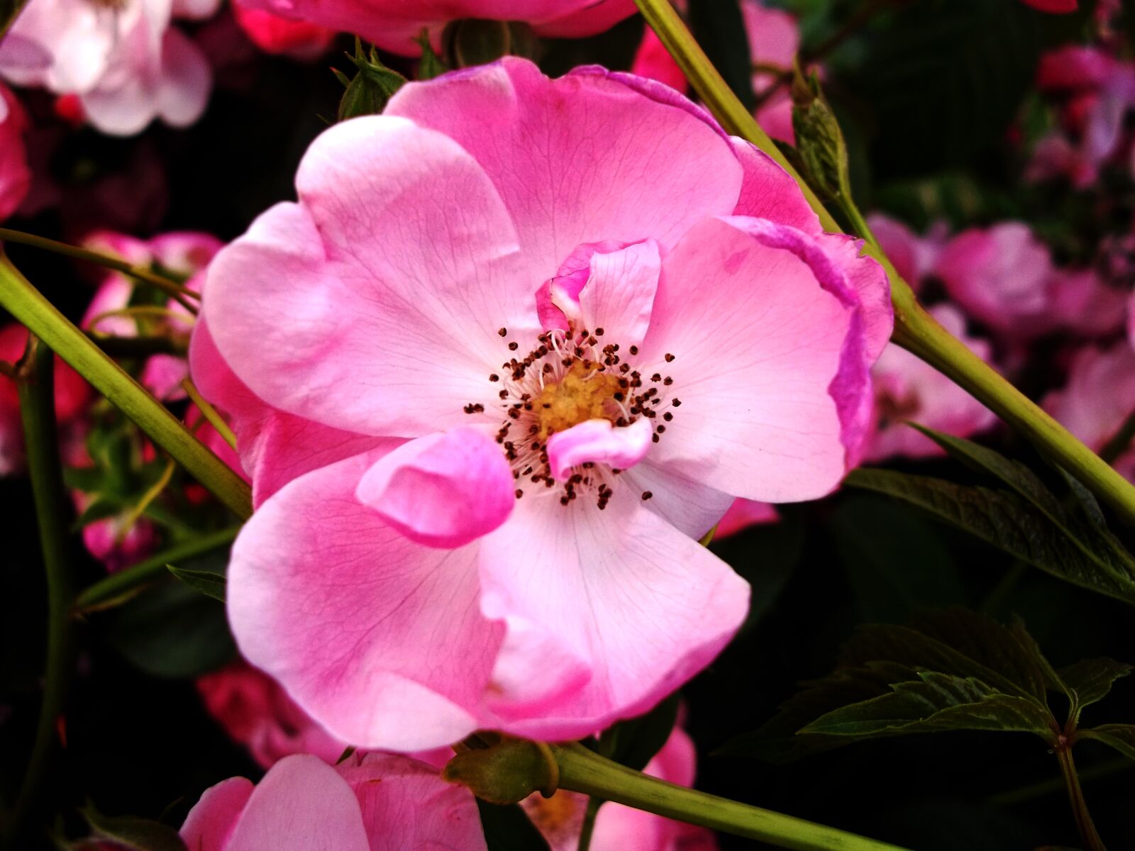 Kodak EASYSHARE CAMERA, C1530 sample photo. Flower, pink, nature photography