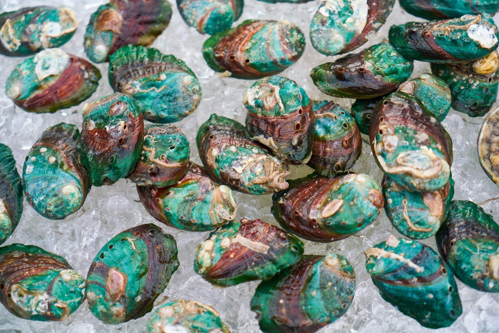 Sony a7R II sample photo. Mussels, shelled, green photography