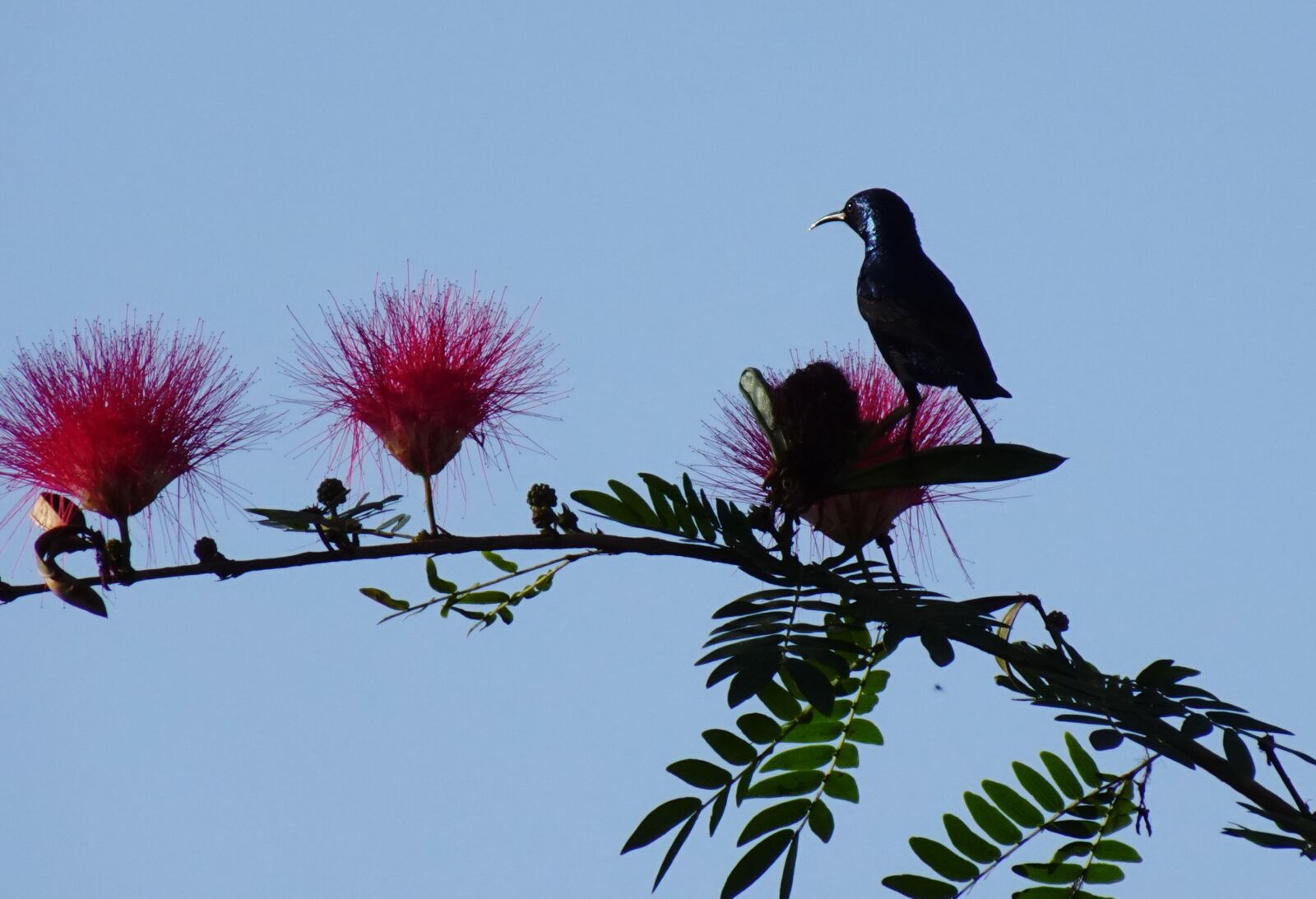 Sony DSC-WX800 sample photo. Bird, purple sunbird, cinnyris photography