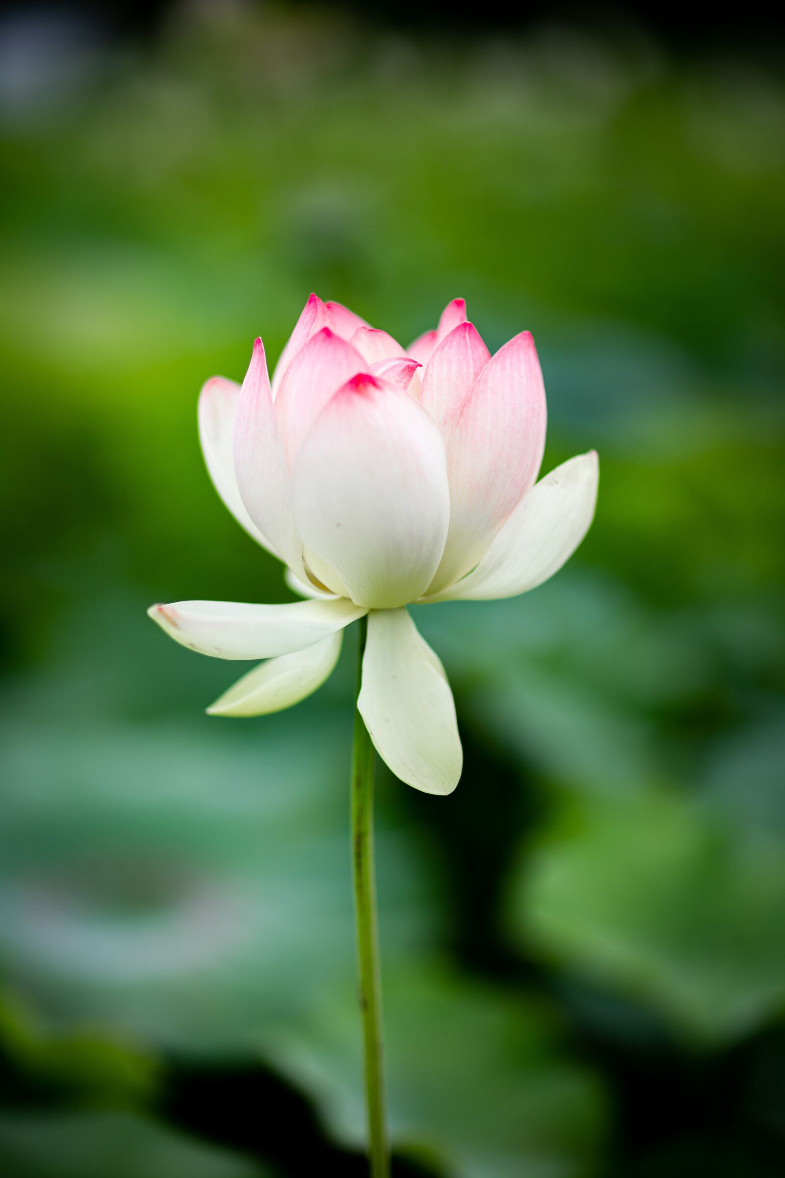 Canon EOS 6D + Canon EF 85mm F1.2L II USM sample photo. Green, flower, lotus plants photography