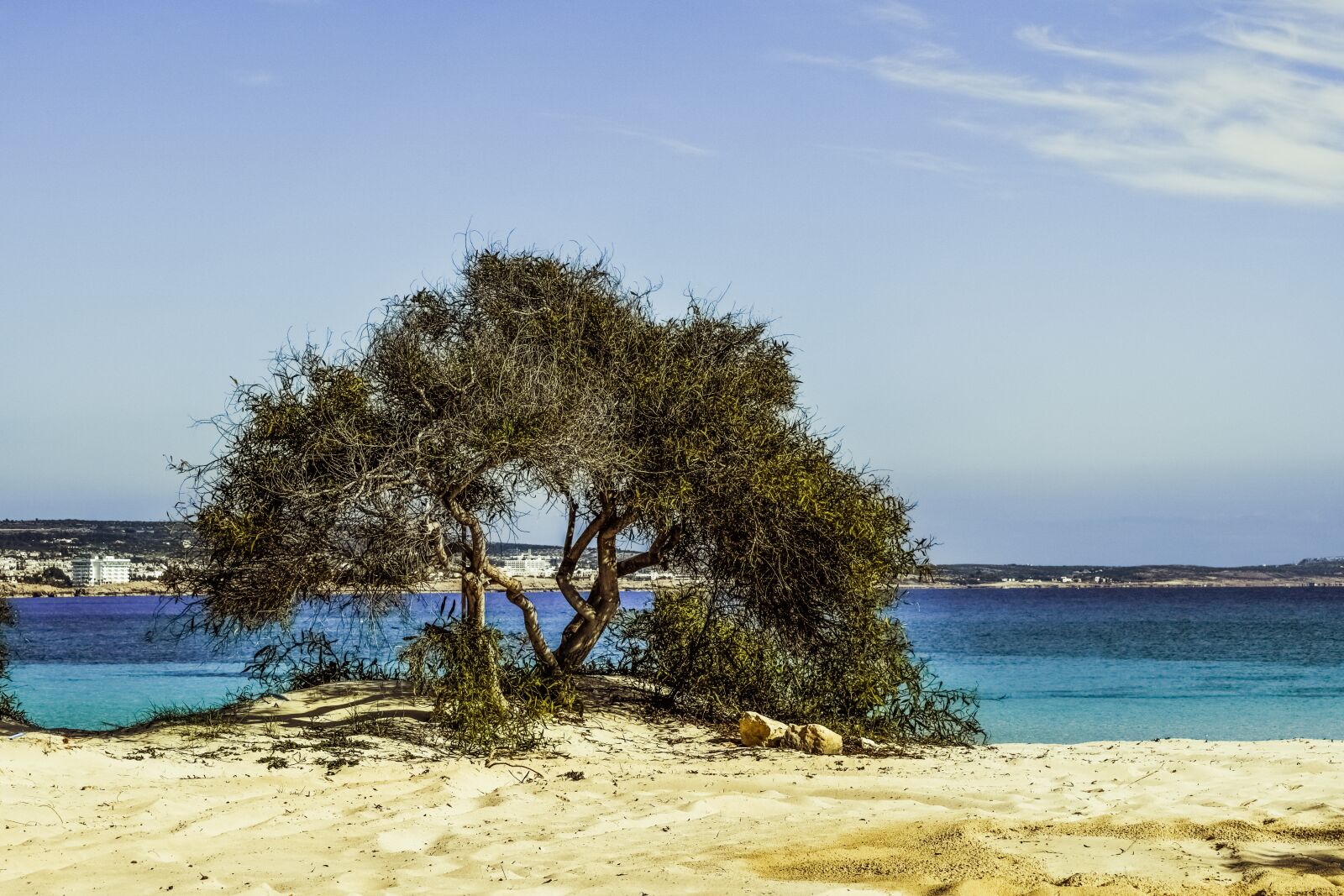 Nikon D3300 sample photo. Tree, beach, sand photography