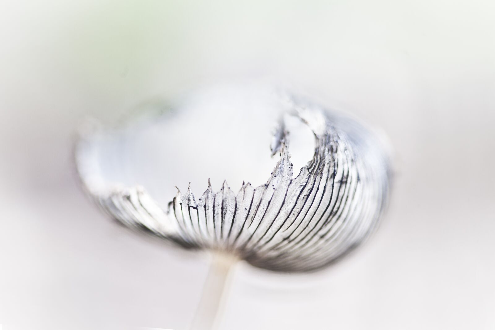 Canon EOS 5D Mark II + Canon EF 100mm F2.8 Macro USM sample photo. Nature, relax, mushroom photography