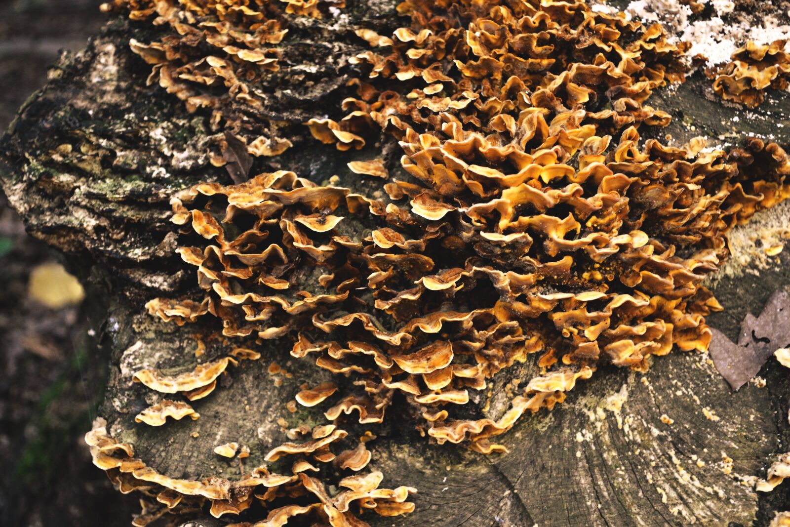 Nikon D3100 sample photo. Mushroom, tree, baumschwamm photography