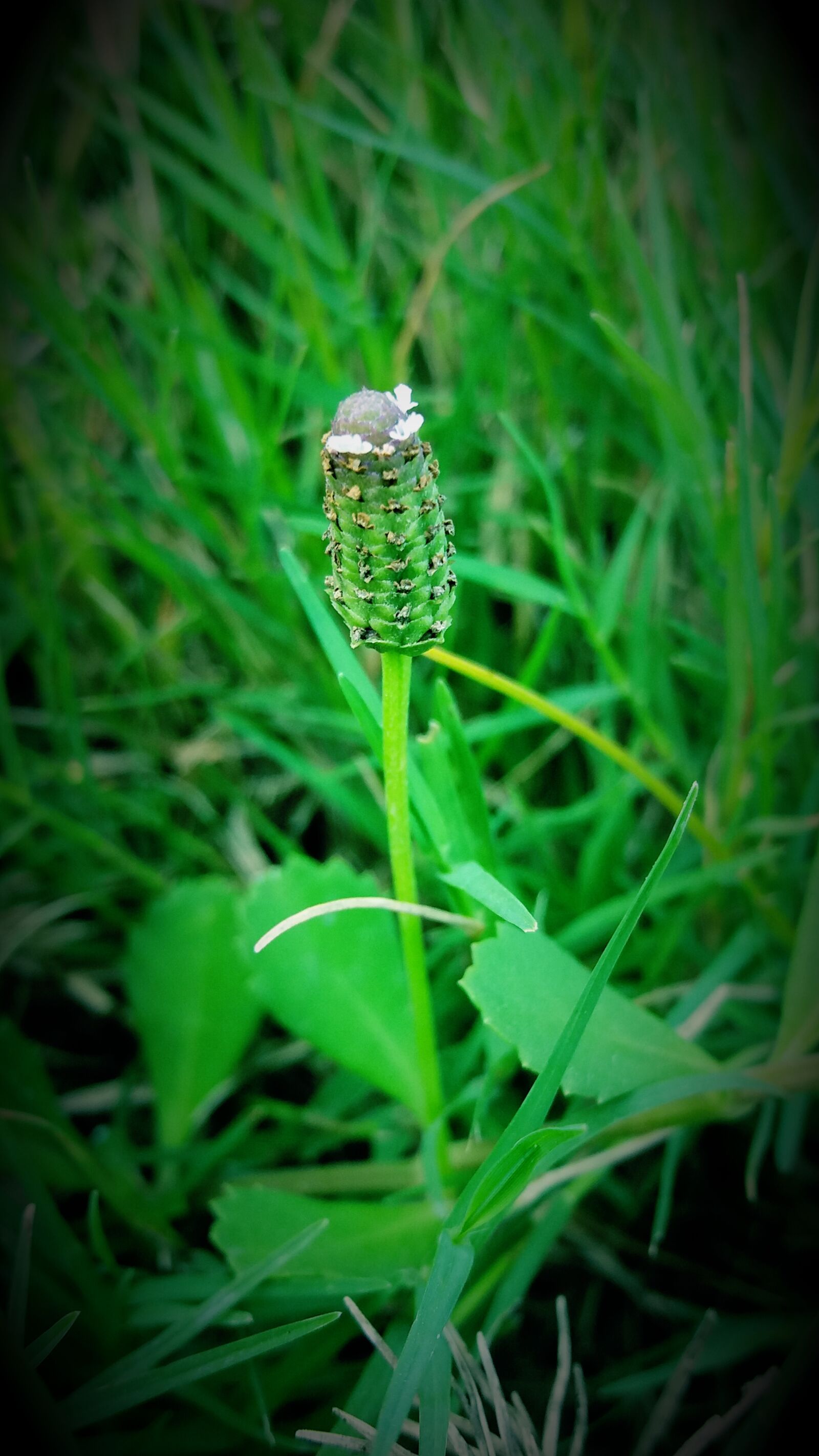 Samsung Galaxy J5 sample photo