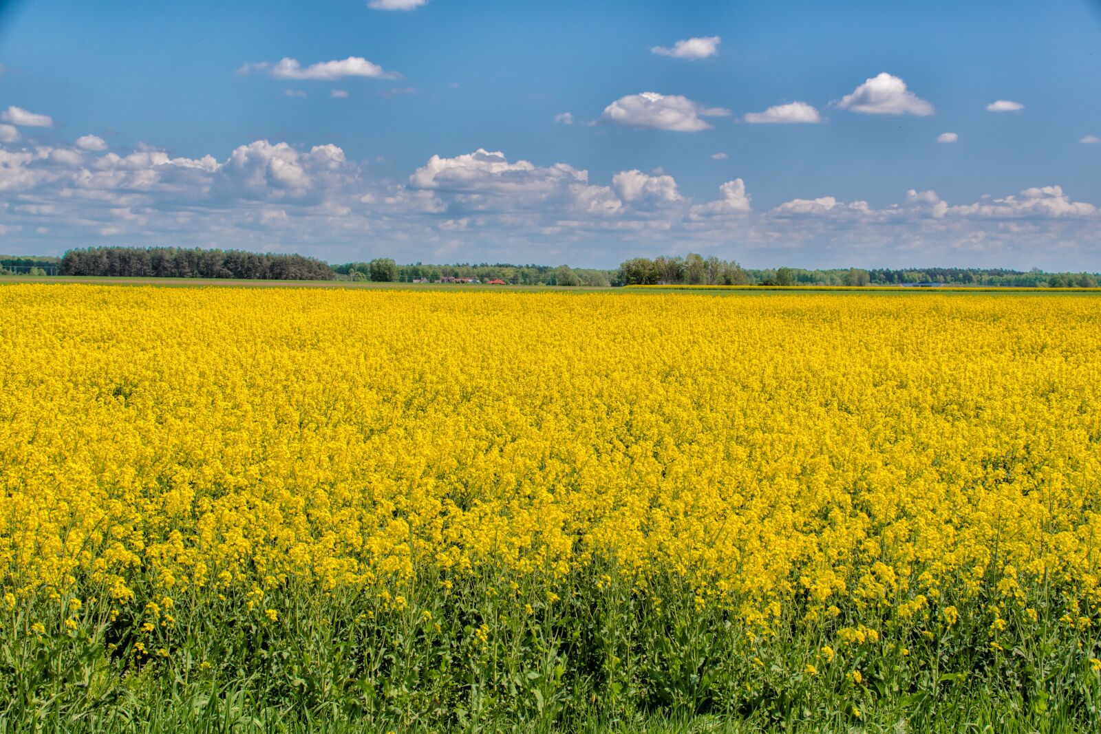 Nikon D500 sample photo. Landscape, field, clouds photography